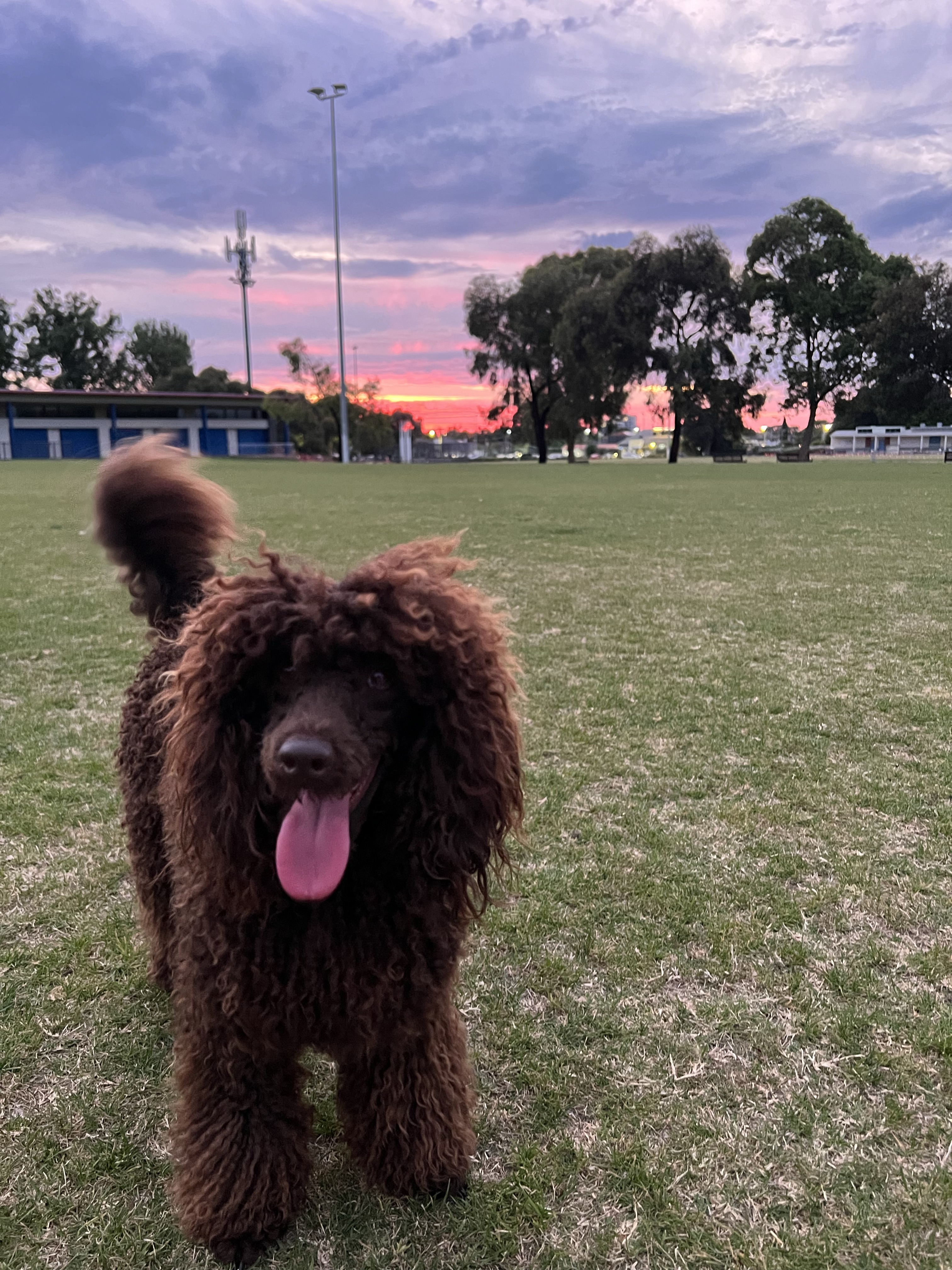 Princes Park Dog Off Leash Area