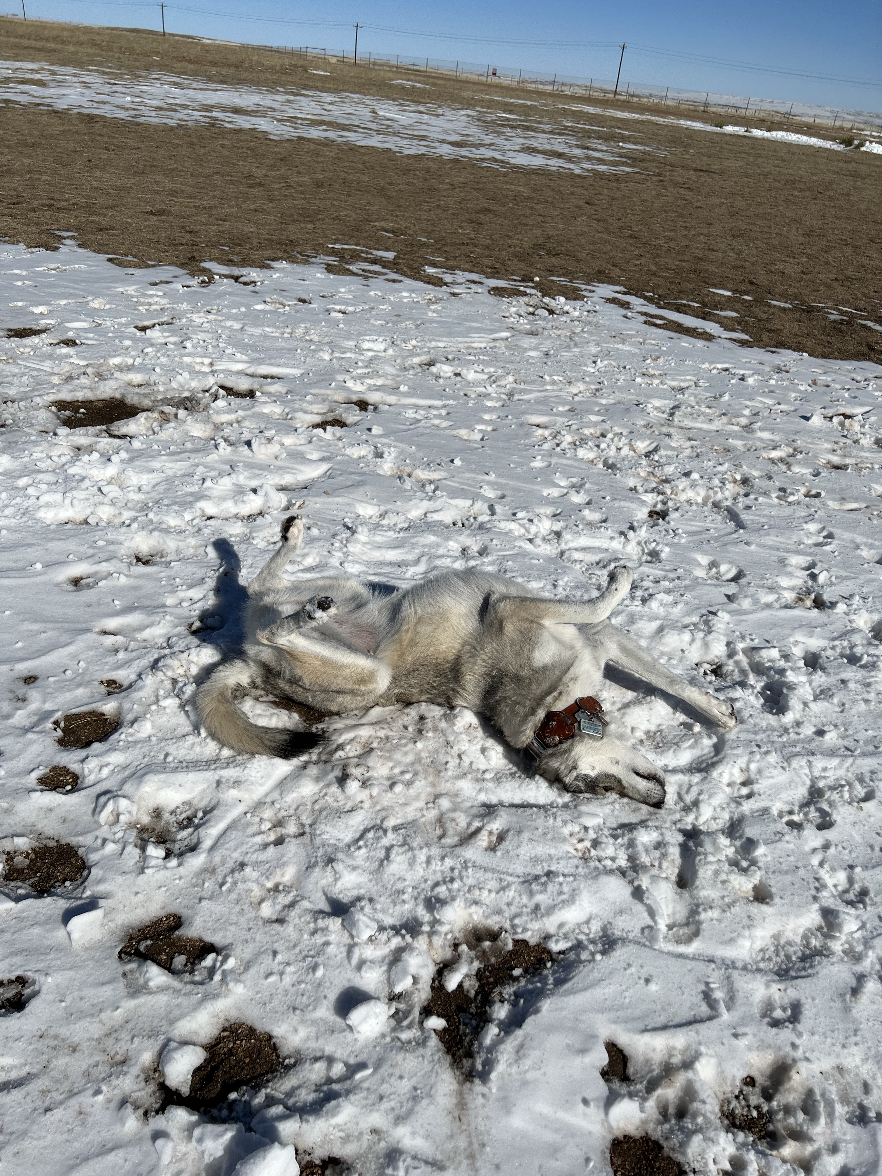 Falcon Regional Dog Park