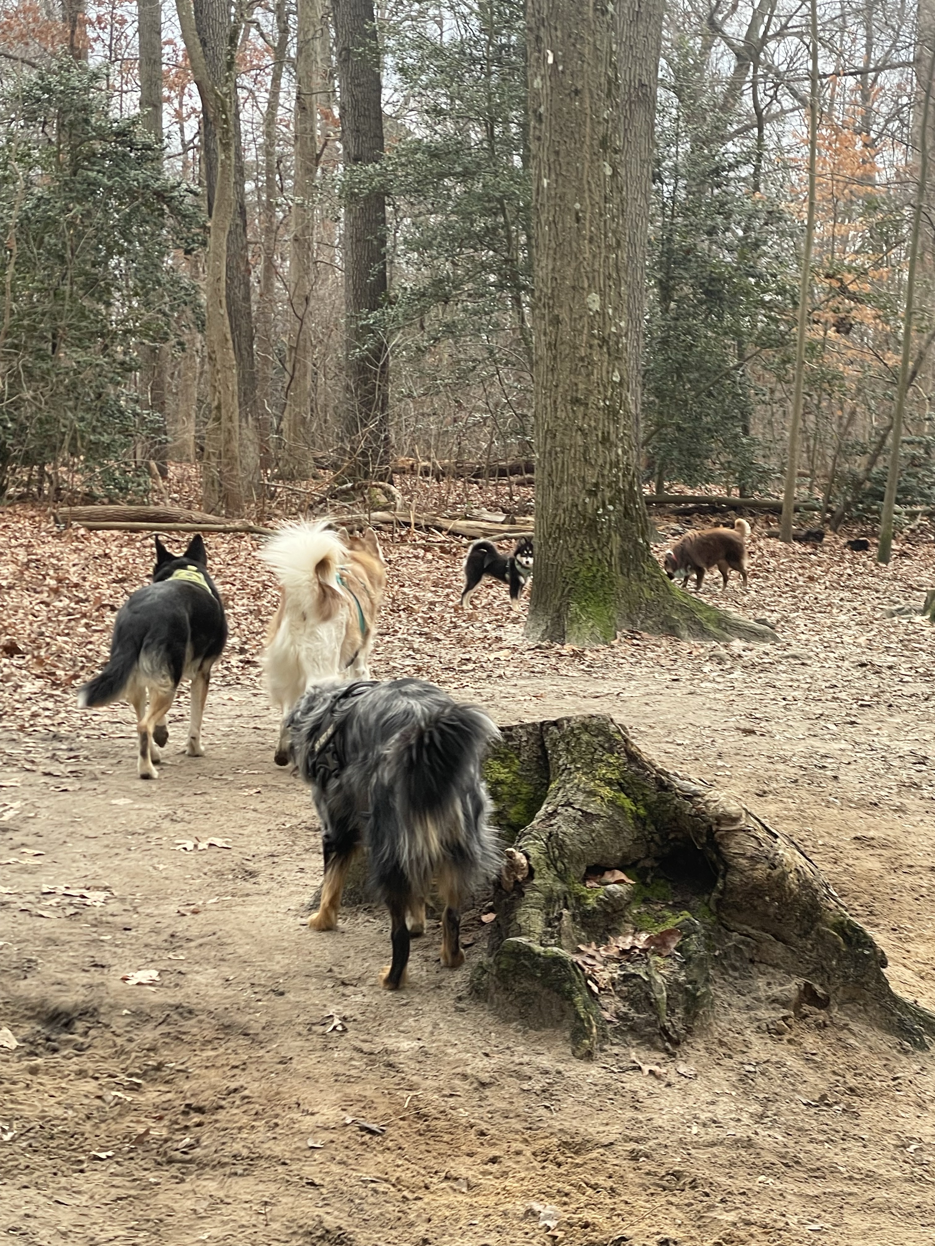 Timber Creek Dog Park