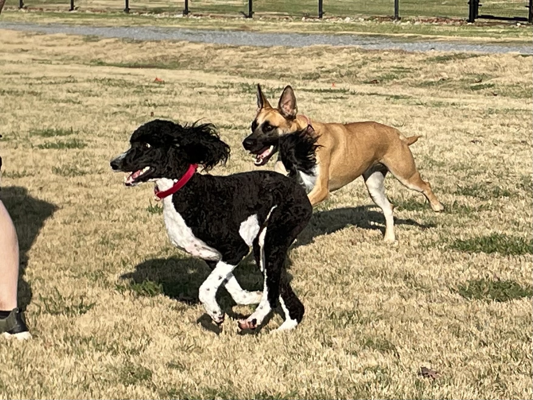 Hannah Daye Ridling Bark Park