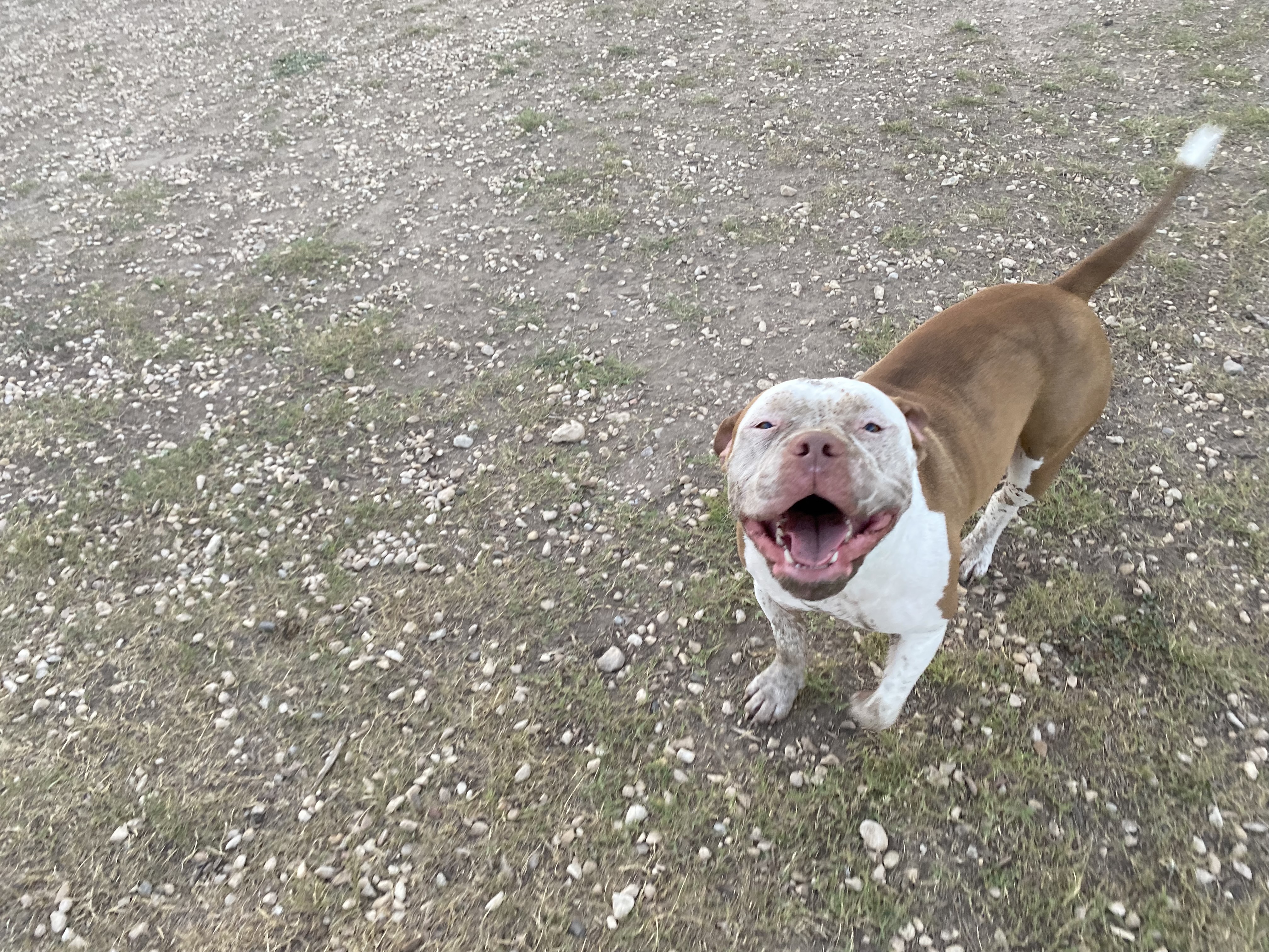 Lehmann Monroe Dog Park