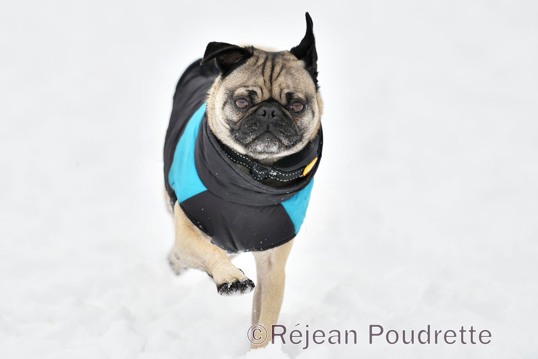 Parc à chiens du parc Ahuntsic