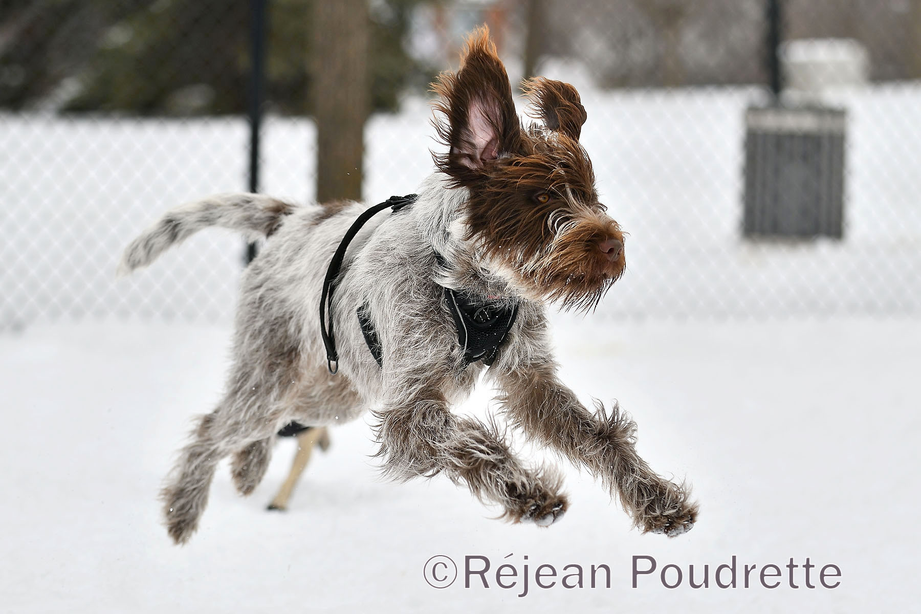 Parc à chiens du parc Ahuntsic