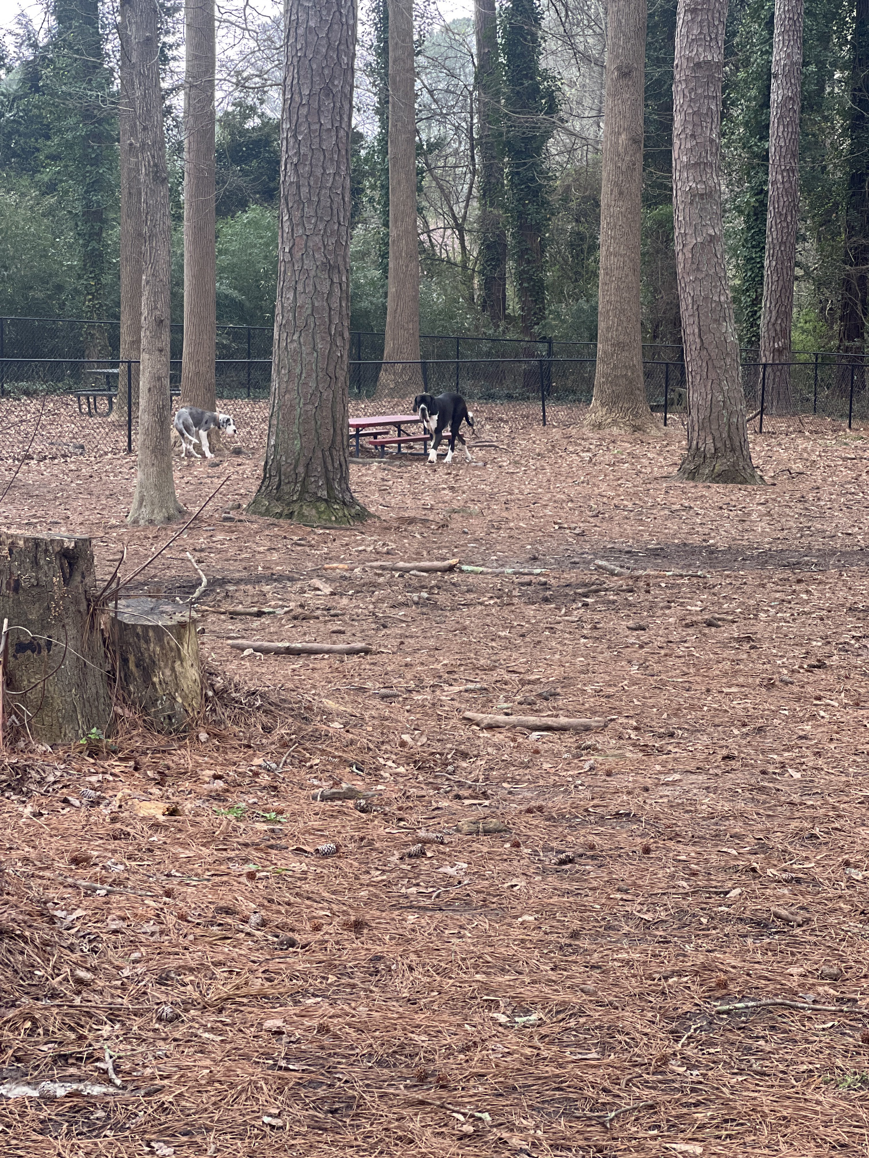 Clarkston Dog Park at Milam Park