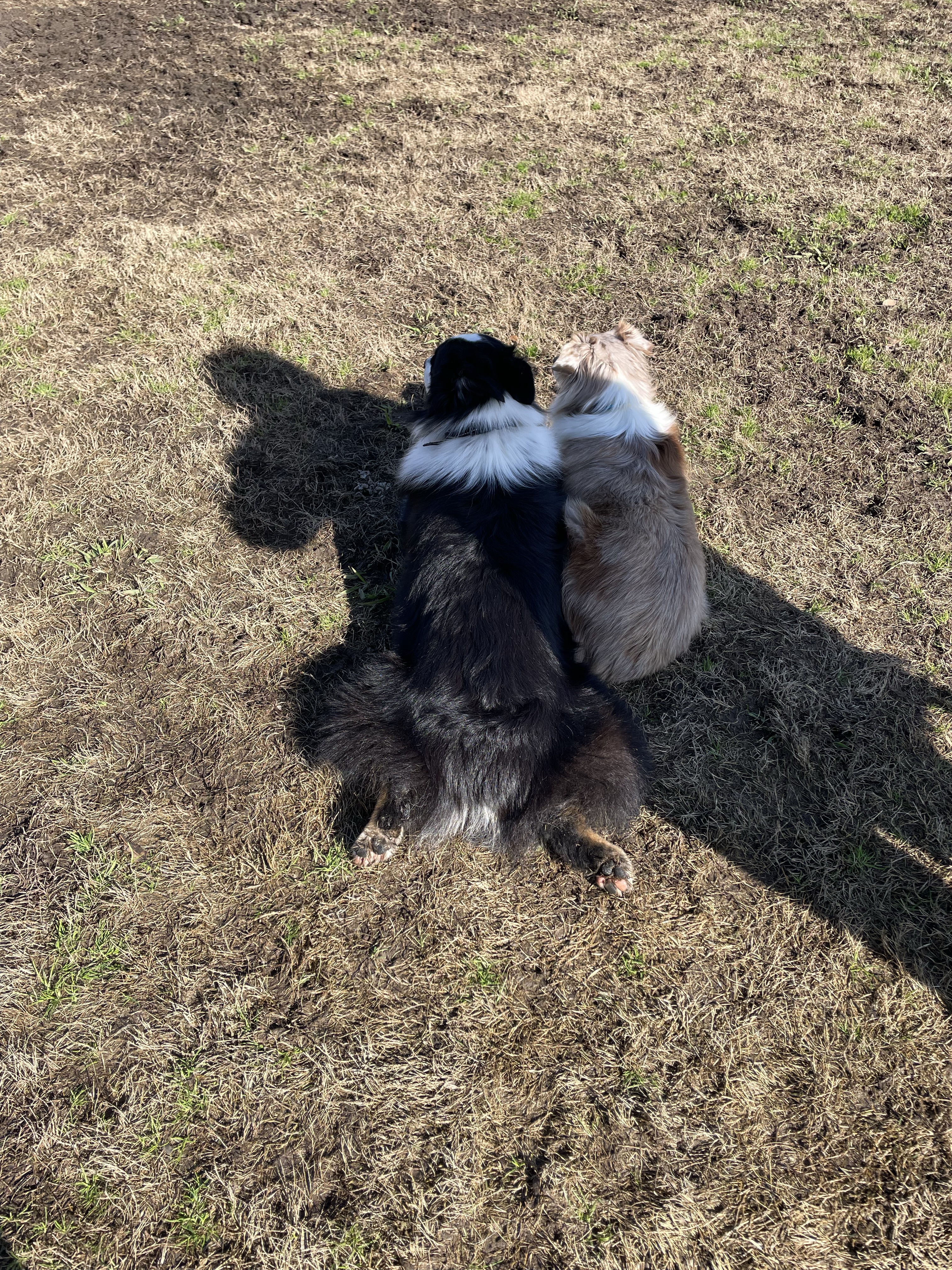 Hannah Daye Ridling Bark Park