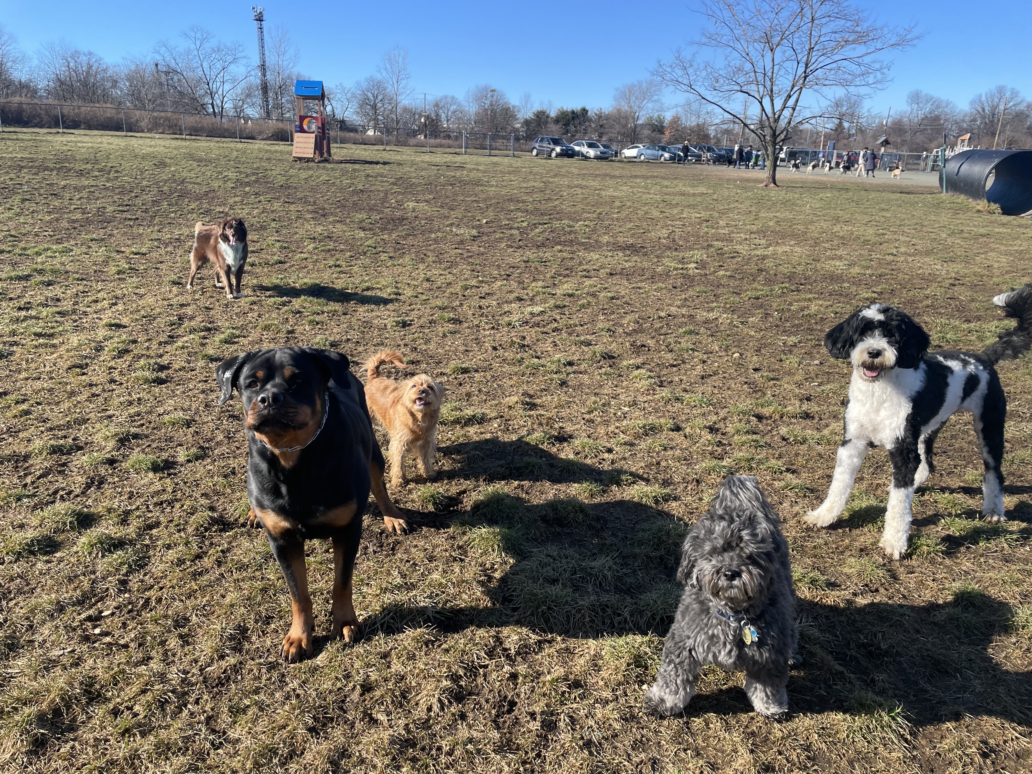 Edison-Metuchen Community Dog Park