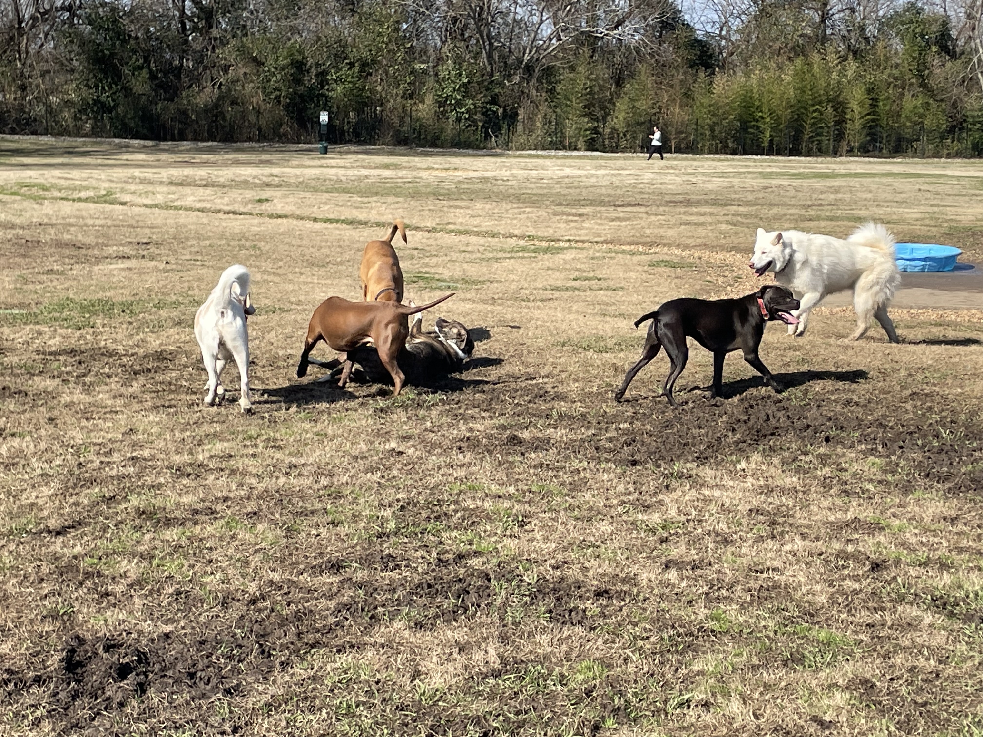 Hannah Daye Ridling Bark Park