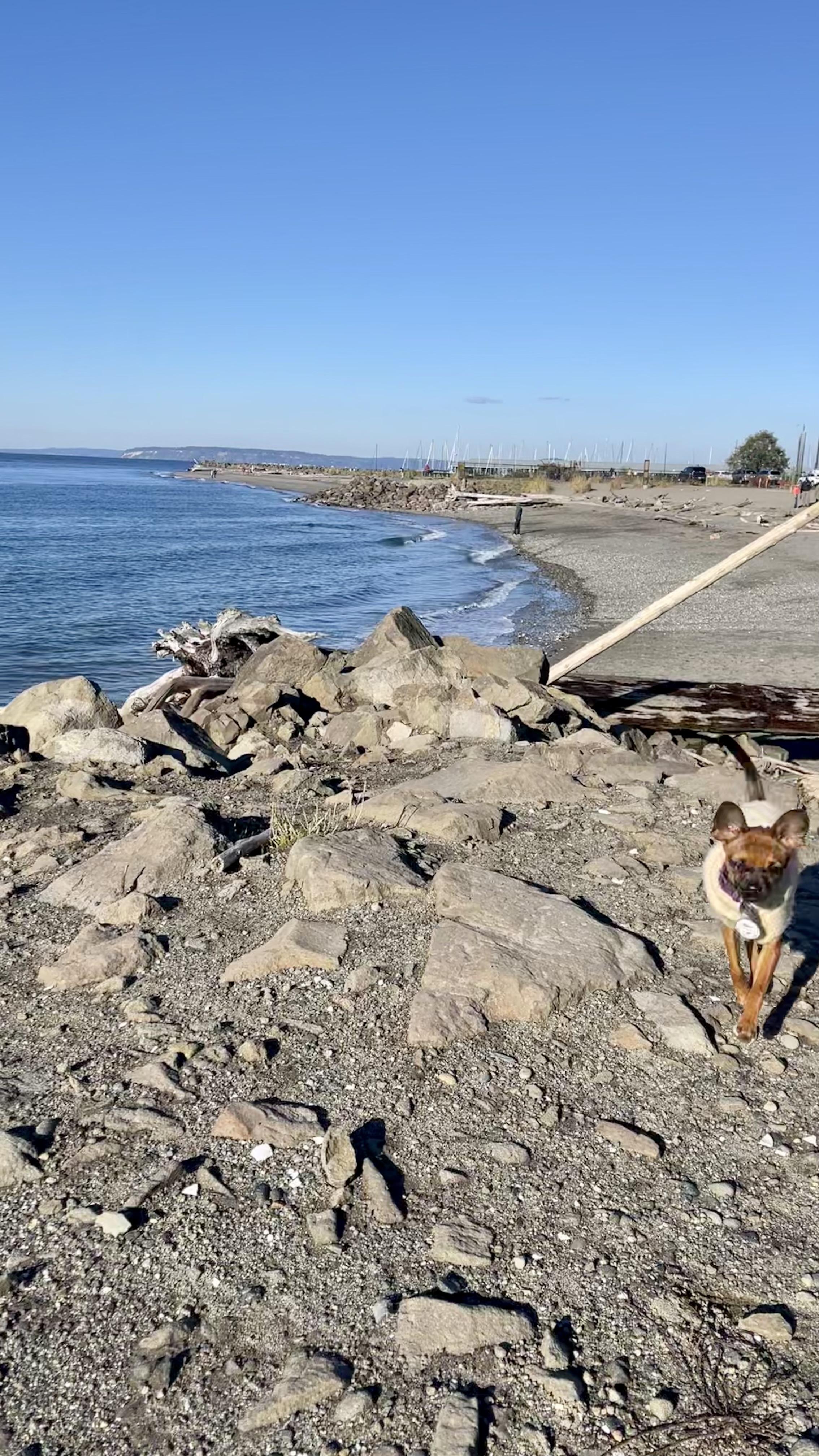 Off Leash Area Edmonds