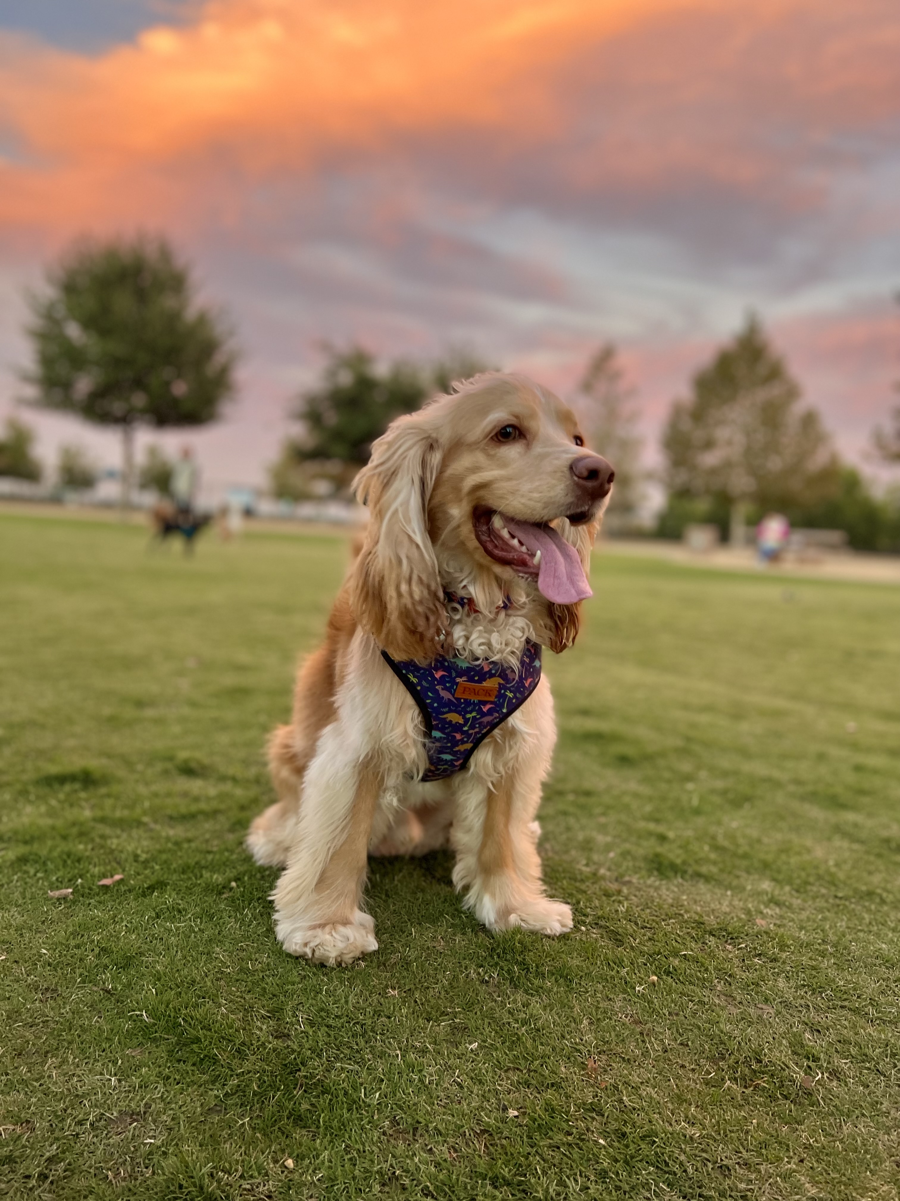 Chino Hills Dog Park