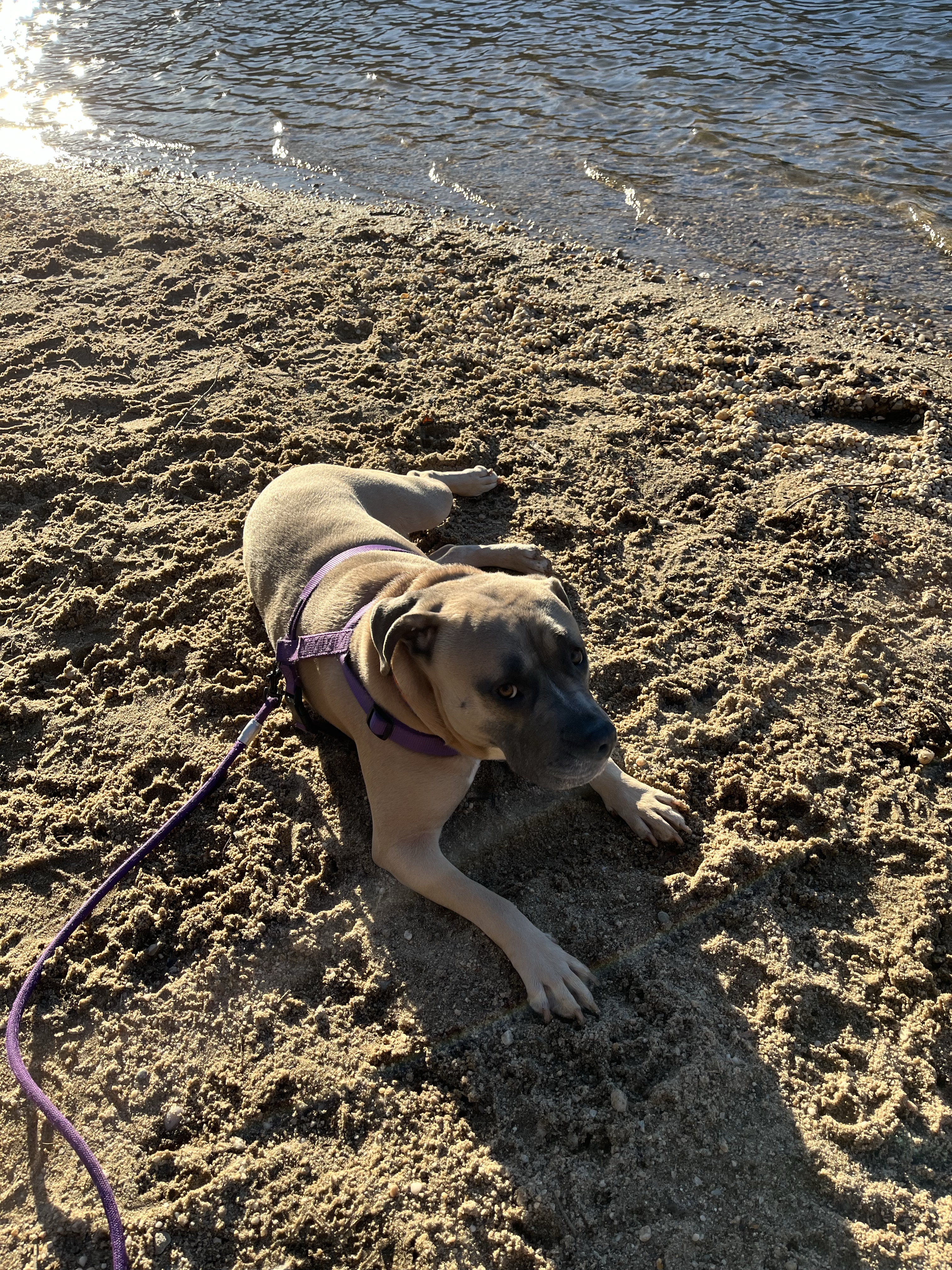 Blydenbugh Dog Park Area