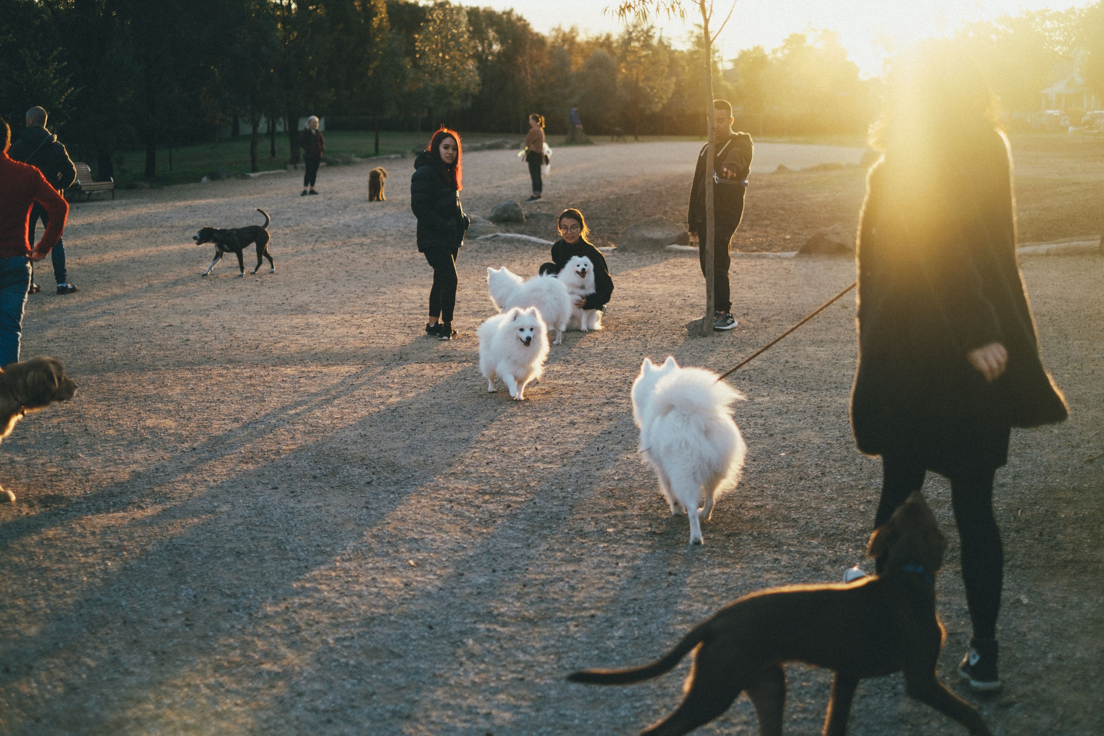 Martin Reserve Fenced Dog Park
