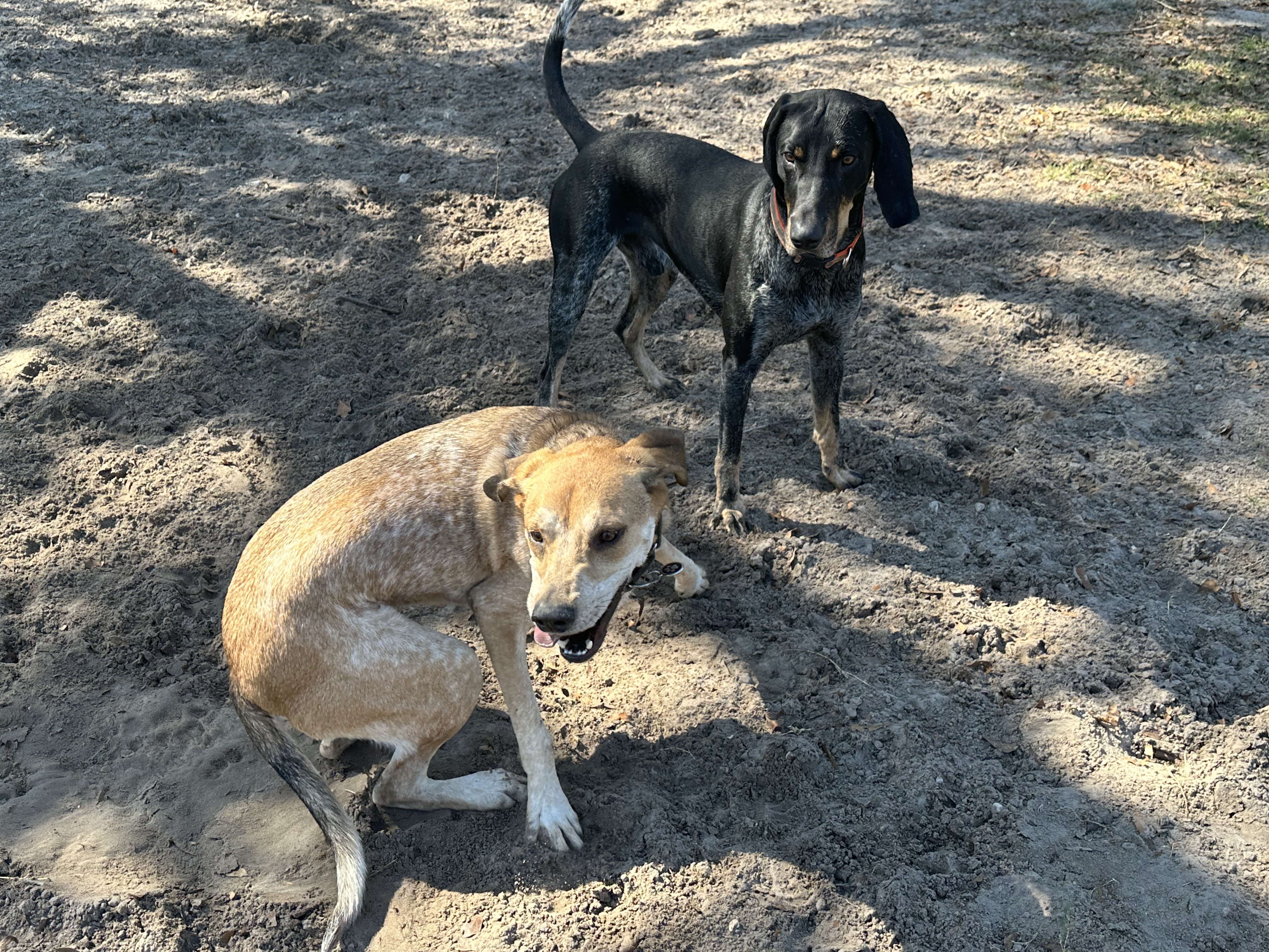 Land O' Lakes Recreation Complex :Dog Park