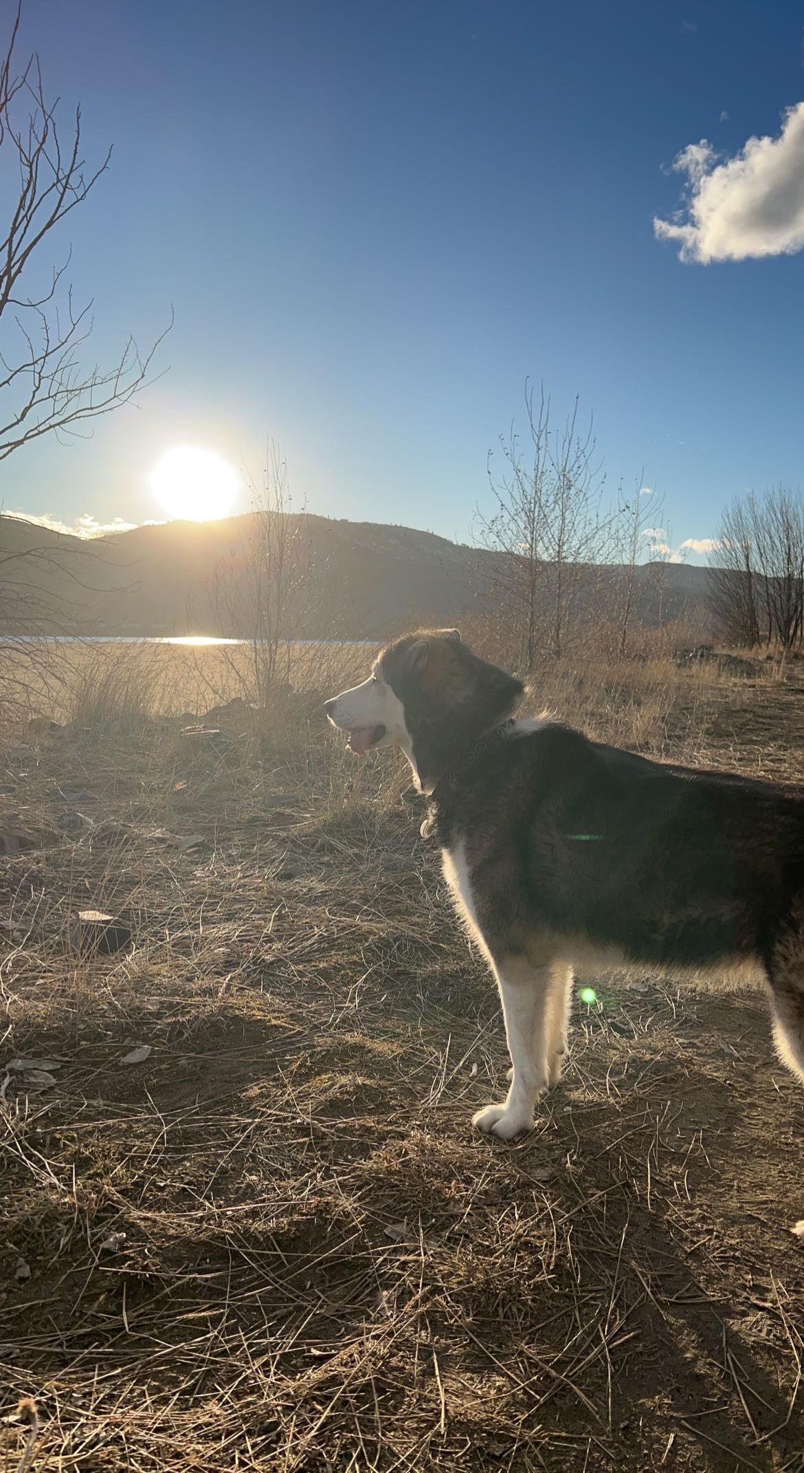 Aviation Way Dog Park