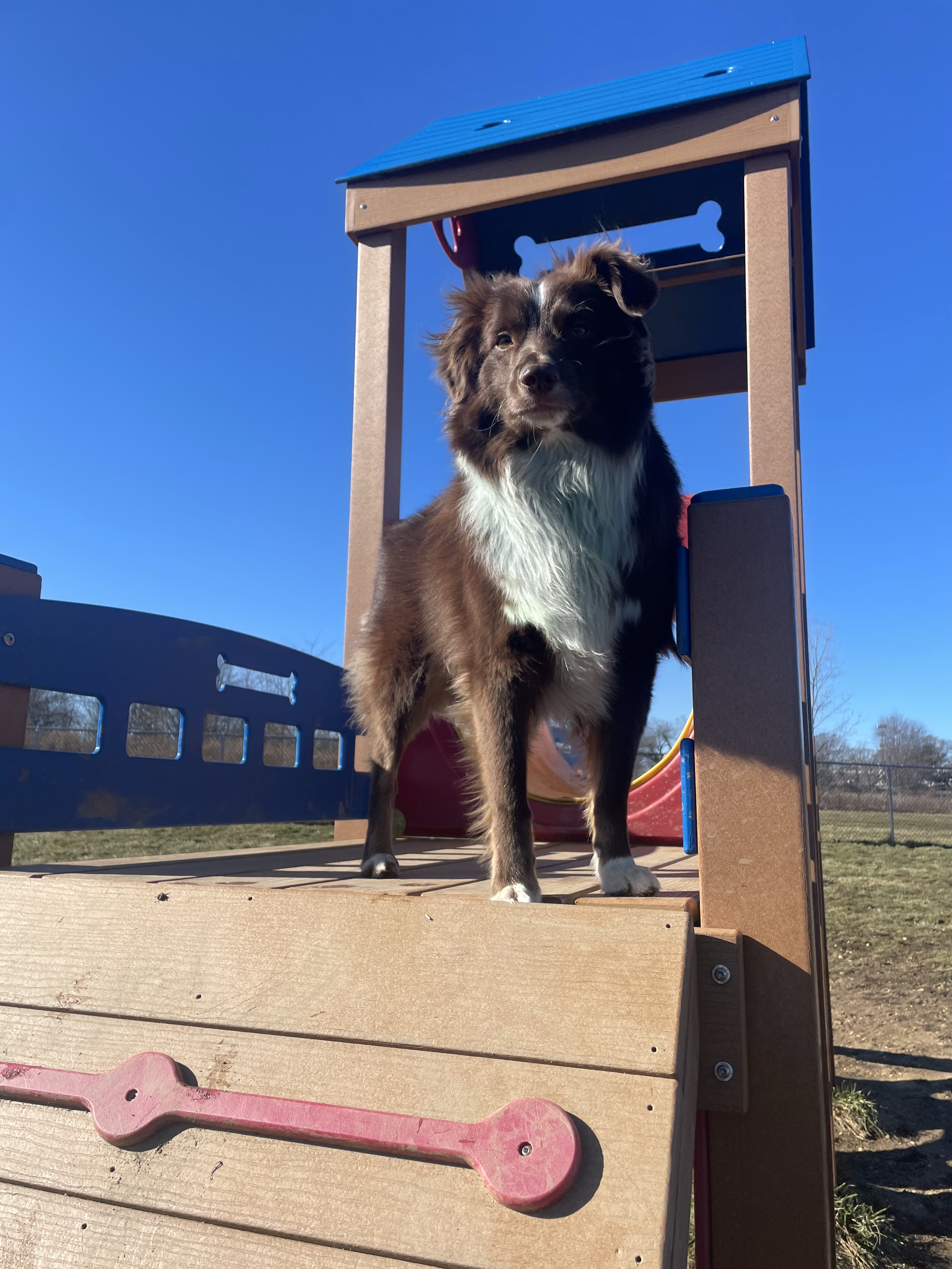 Edison-Metuchen Community Dog Park
