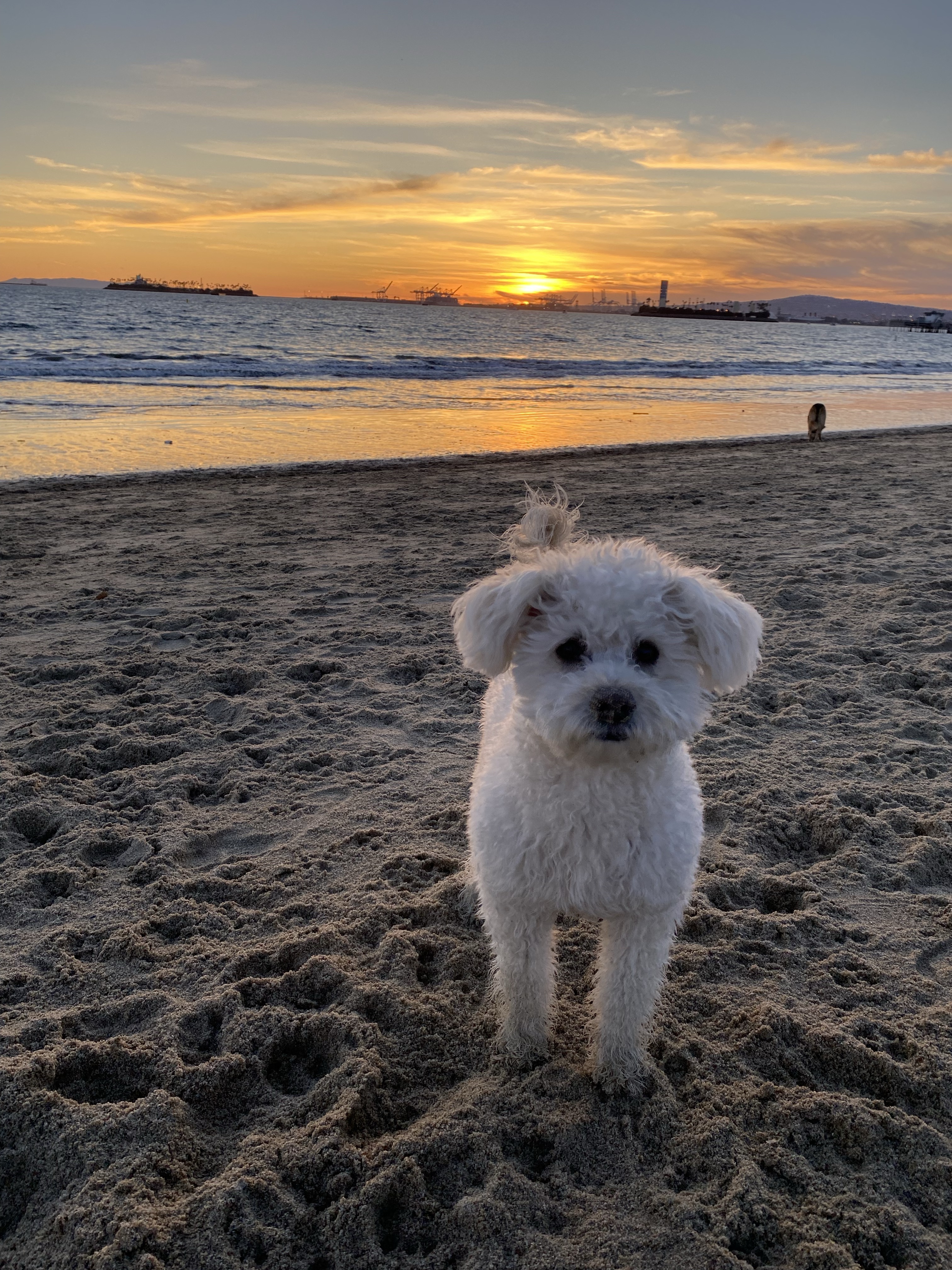 Rosie's Dog Beach