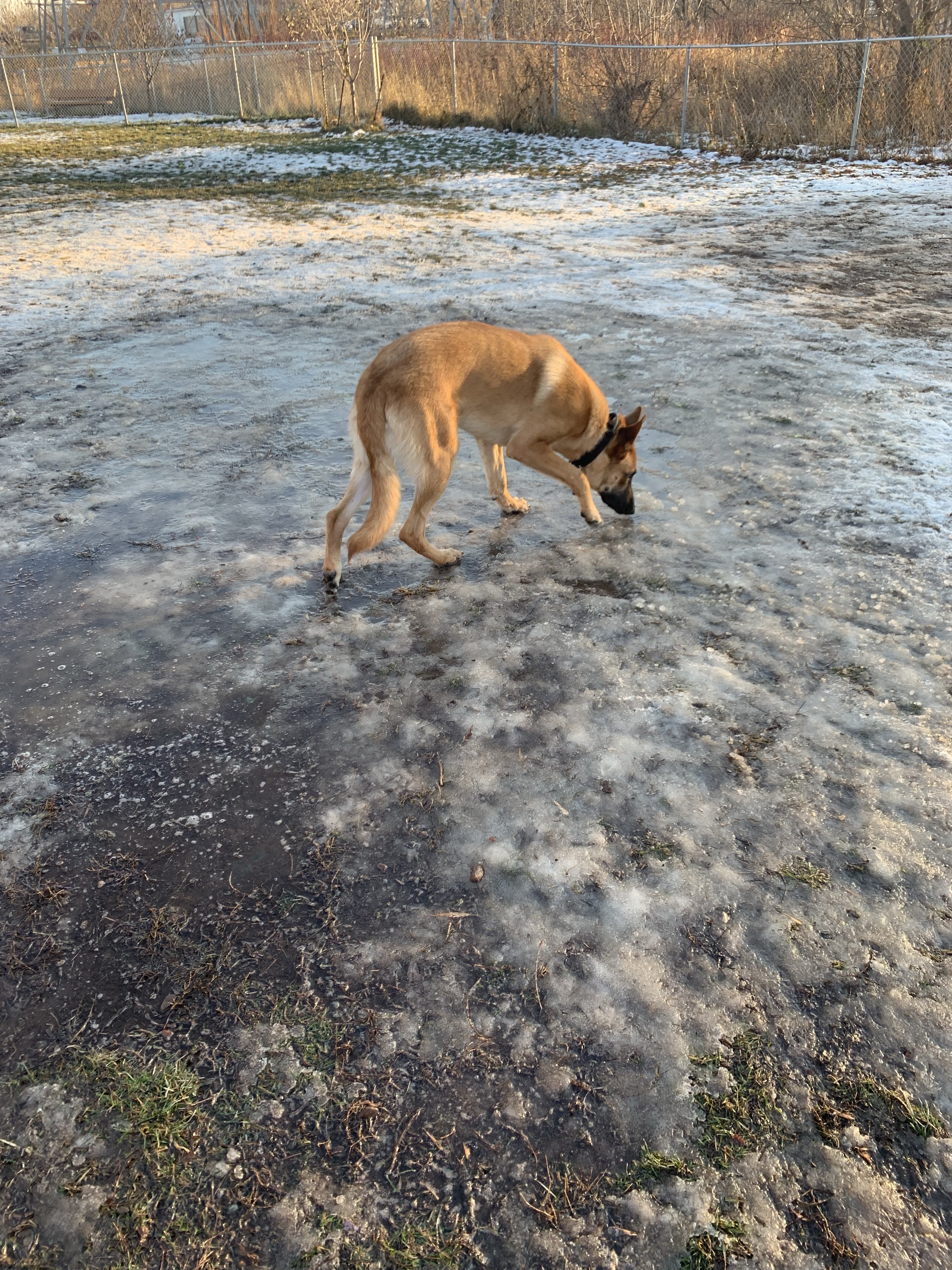 Keene Creek Dog Park