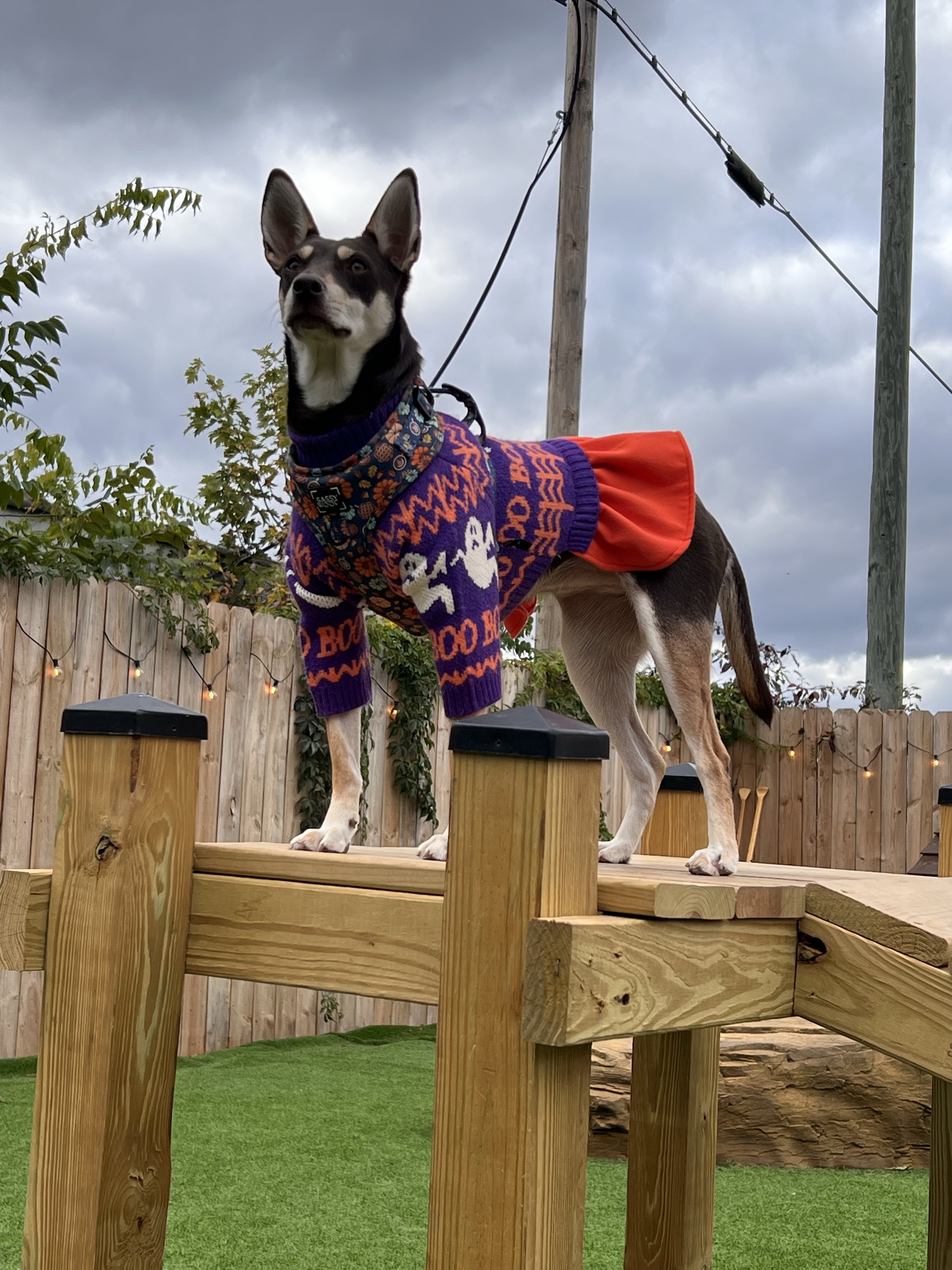 The Bark - Dog Park + Bar
