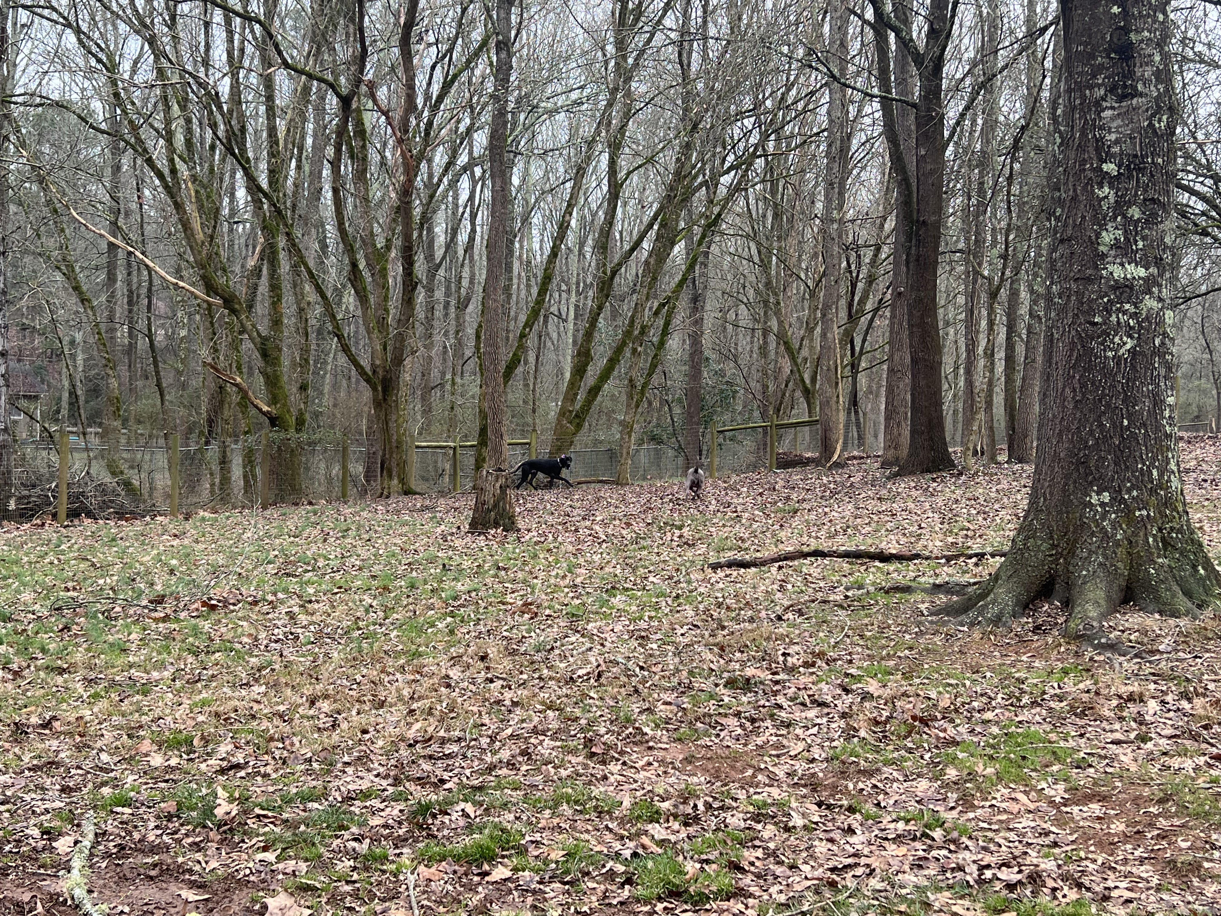 Sandy Creek Public Dog Park