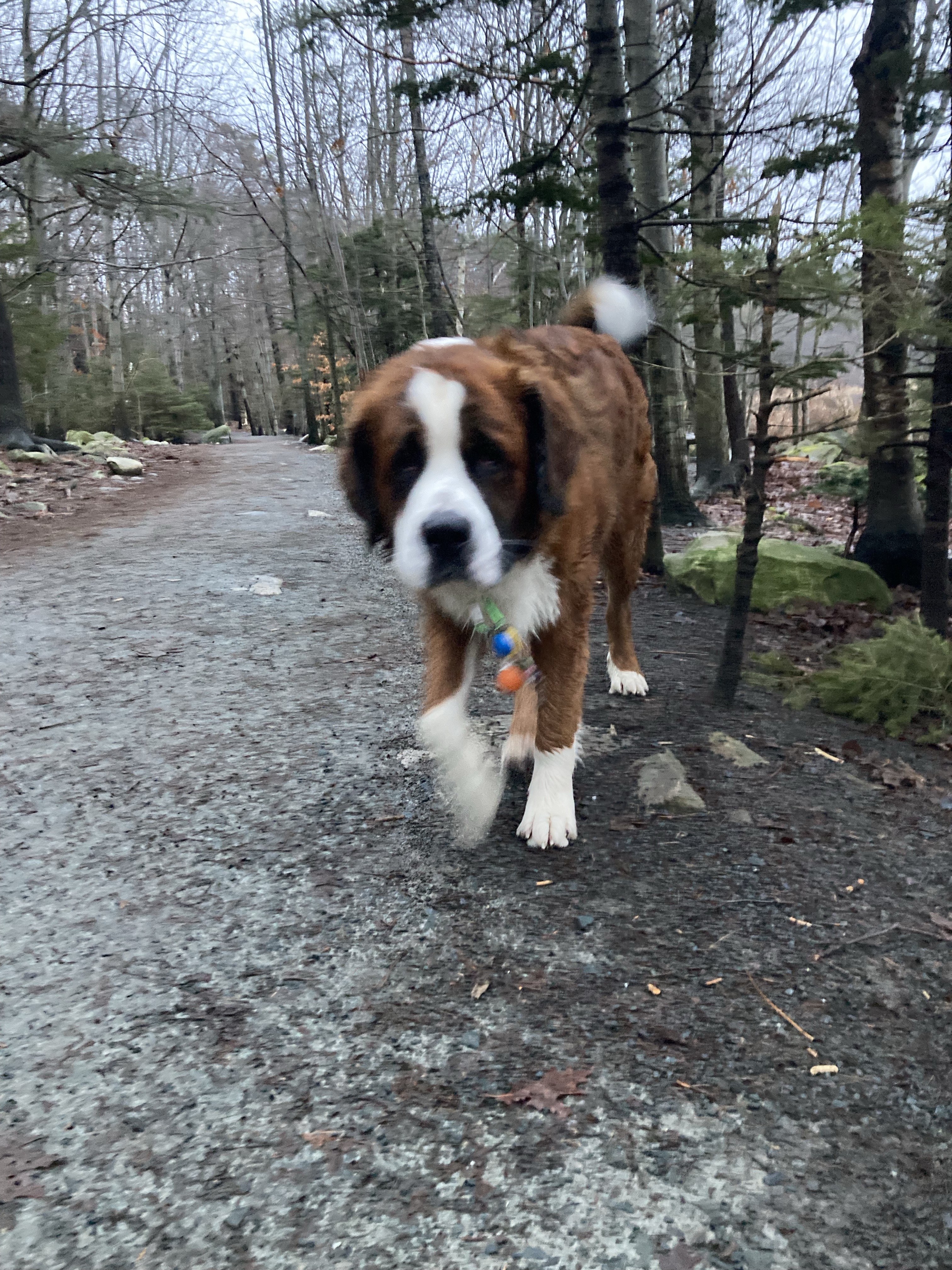 Shubie Off-Leash Dog Park