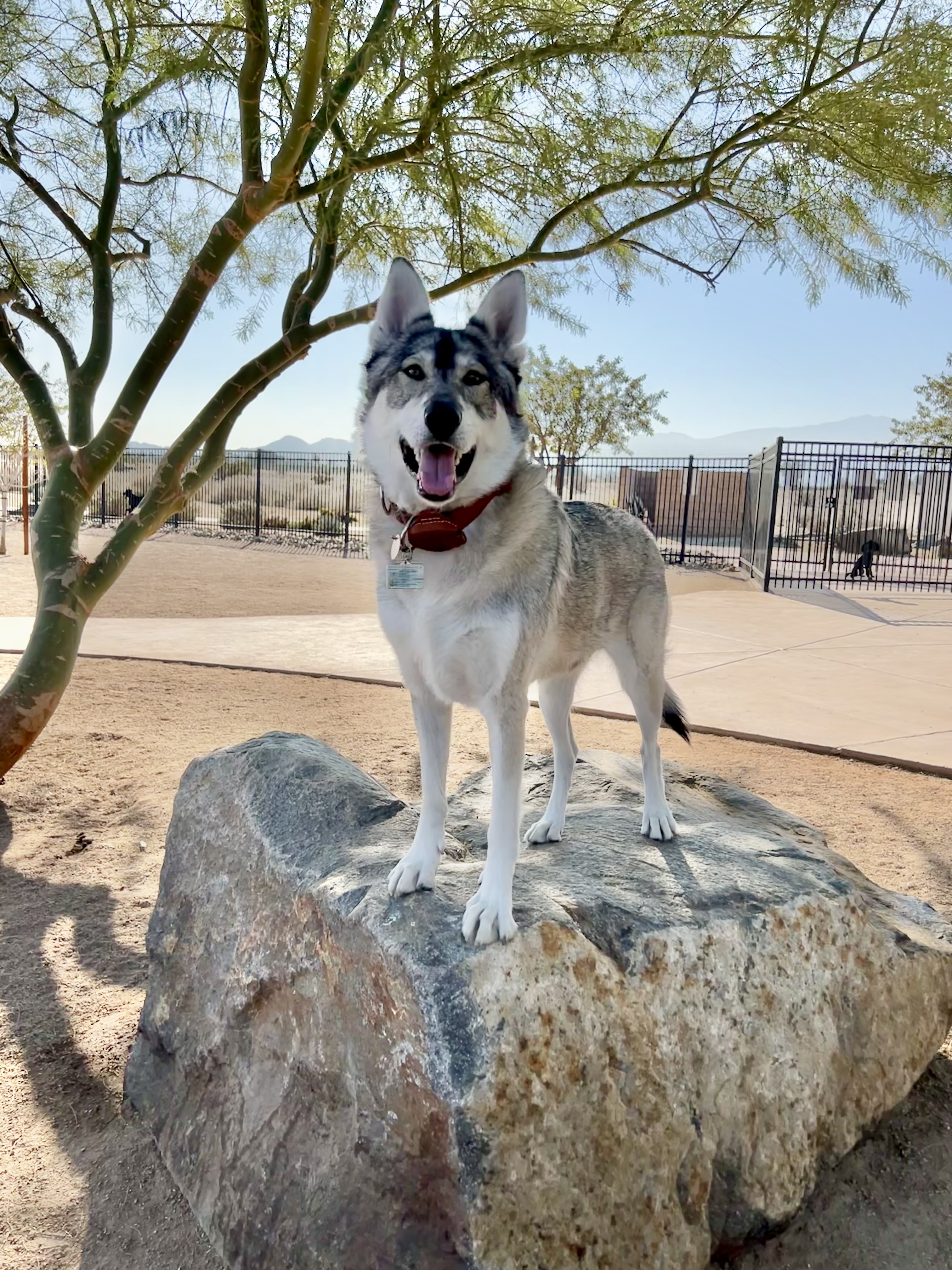 Rancho Mirage Dog Park