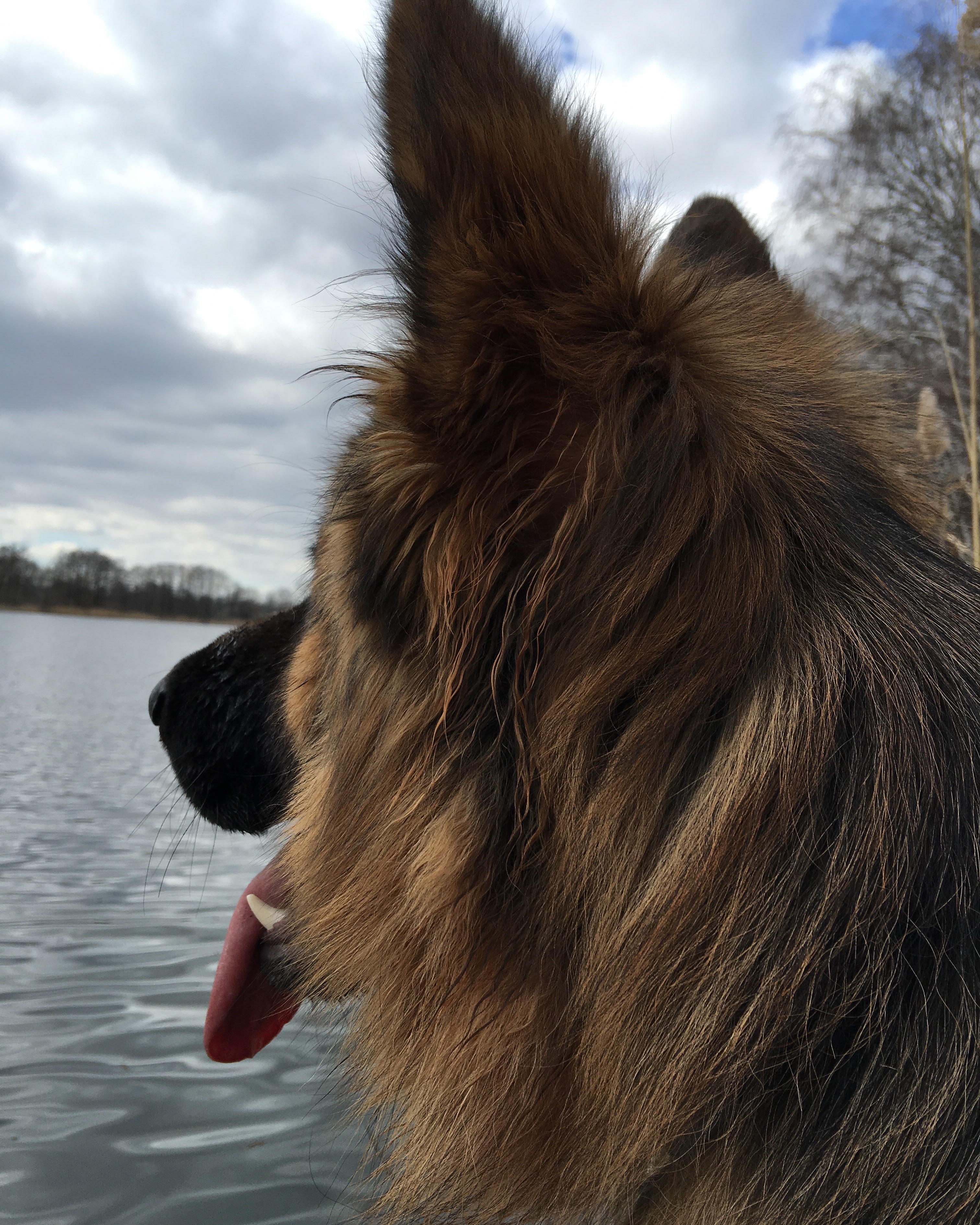 Jankowo Off Leash-Park