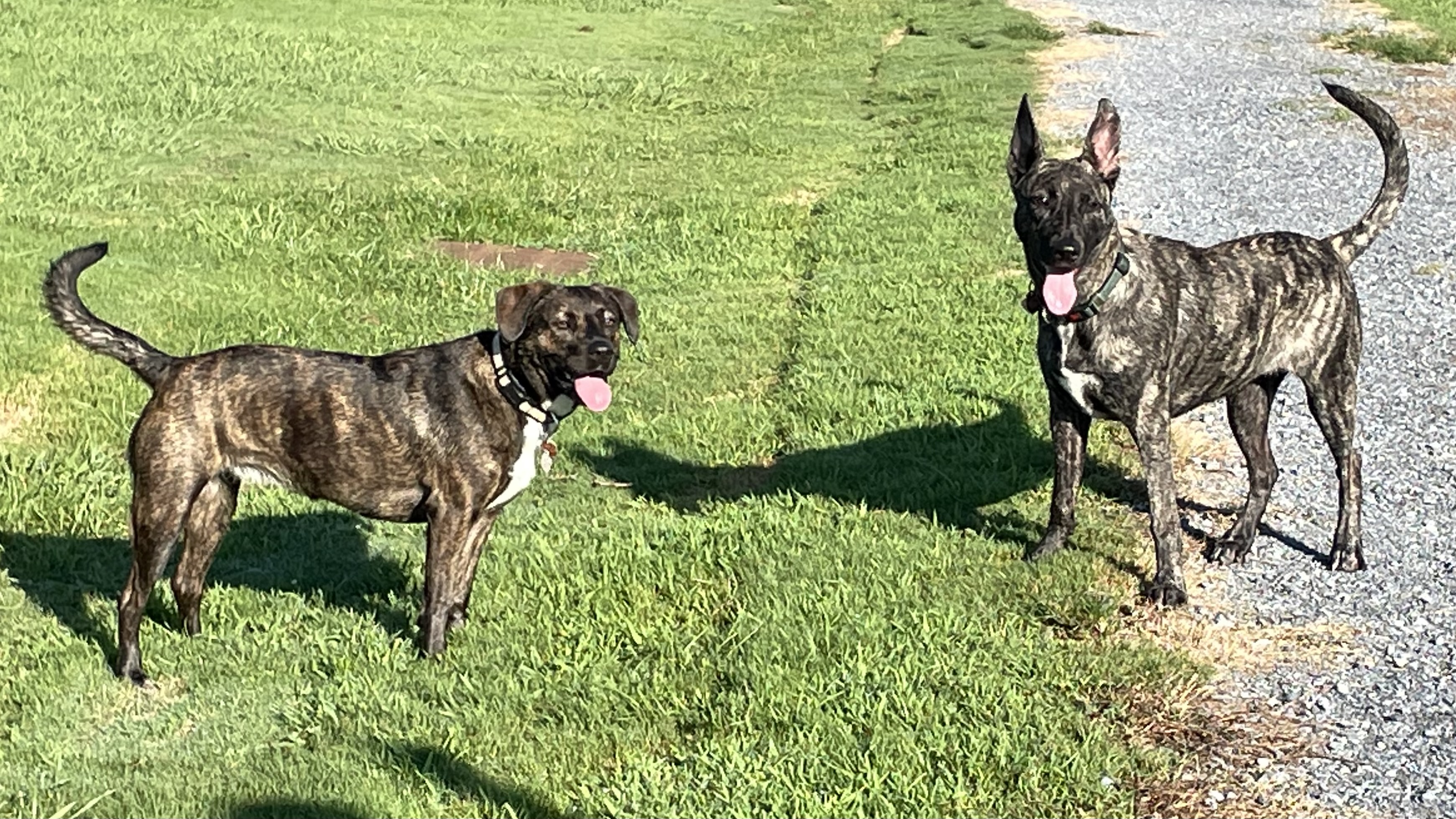 Hannah Daye Ridling Bark Park