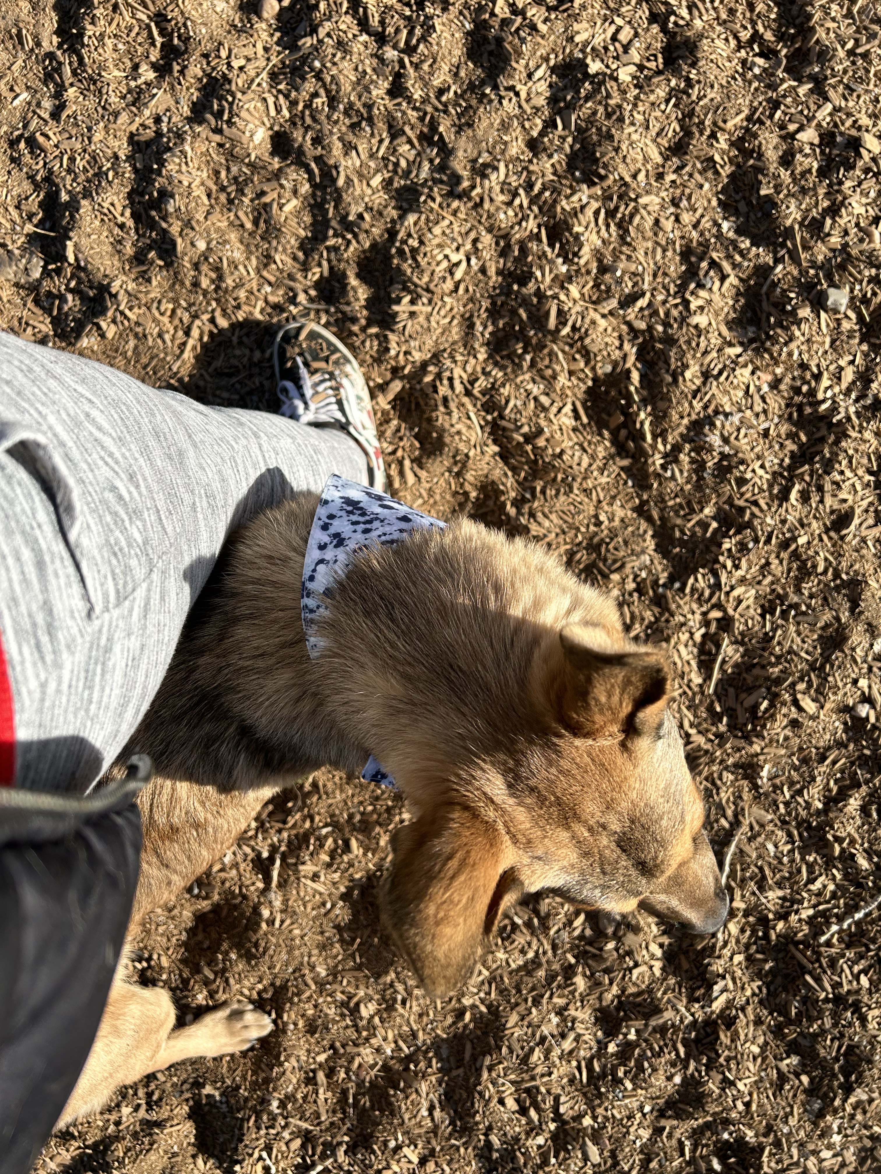 Dog Park at Fairgrounds Park
