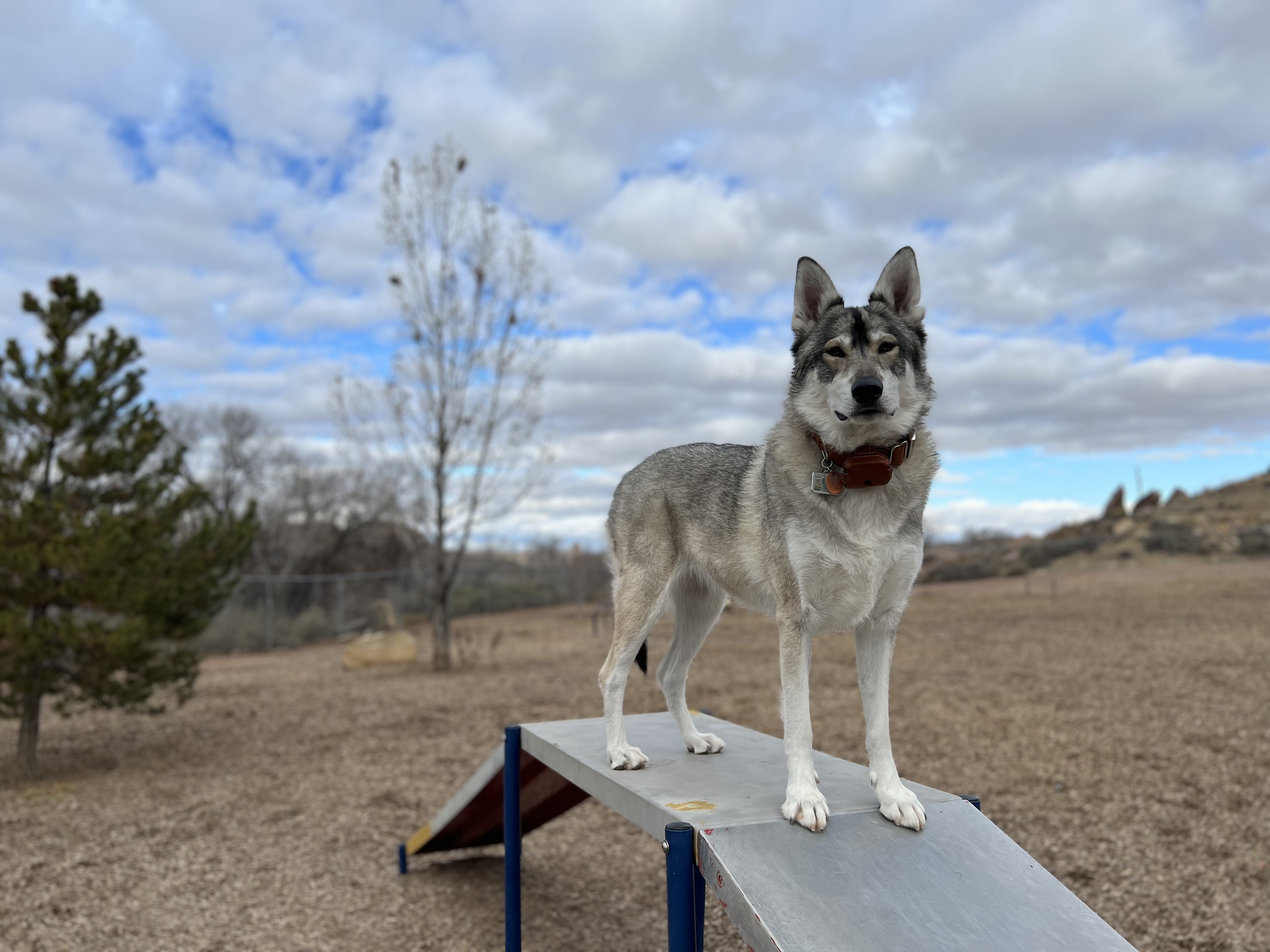 City of Gallup Dog Park