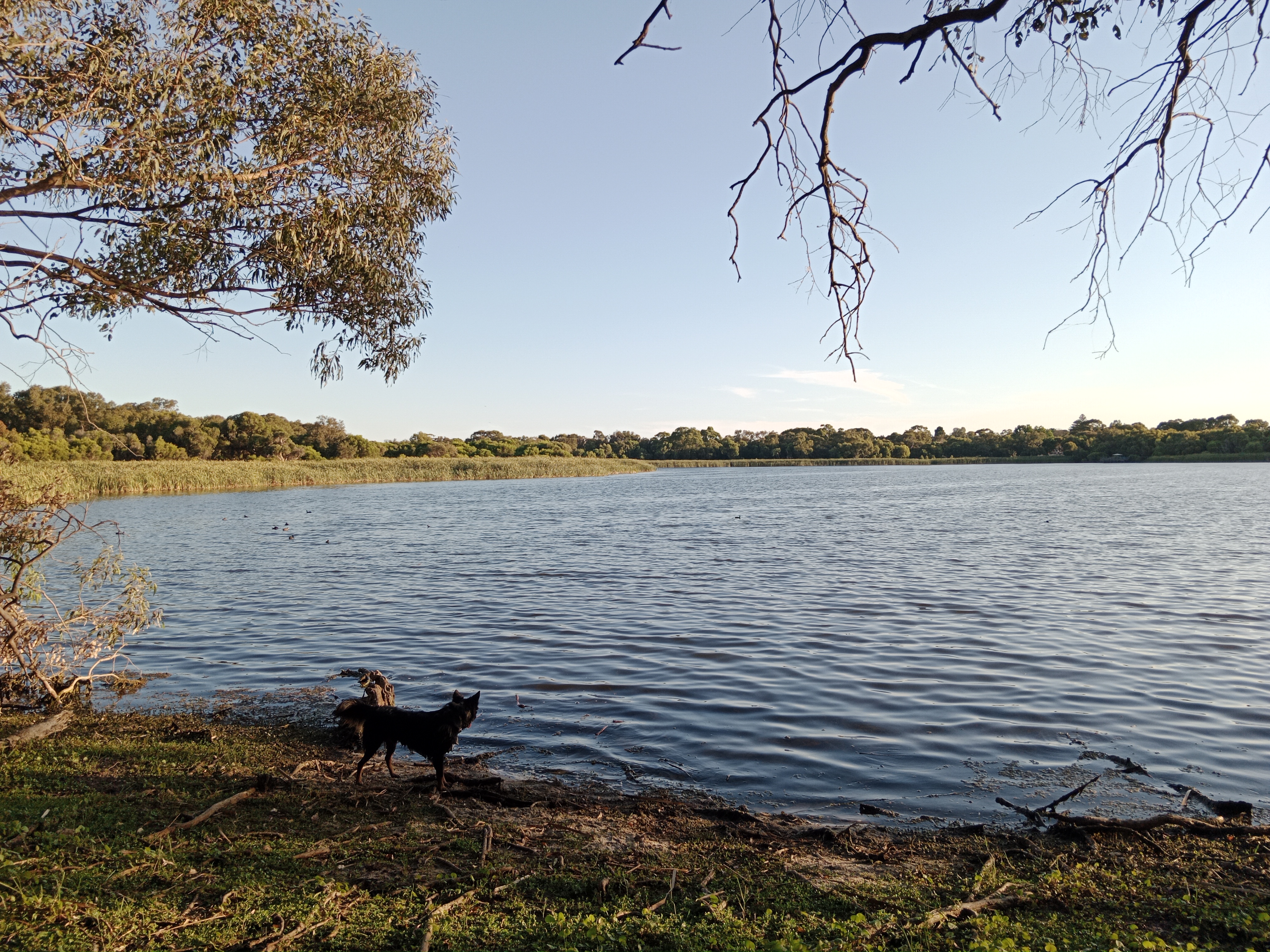 Lake Gwelup Reserve