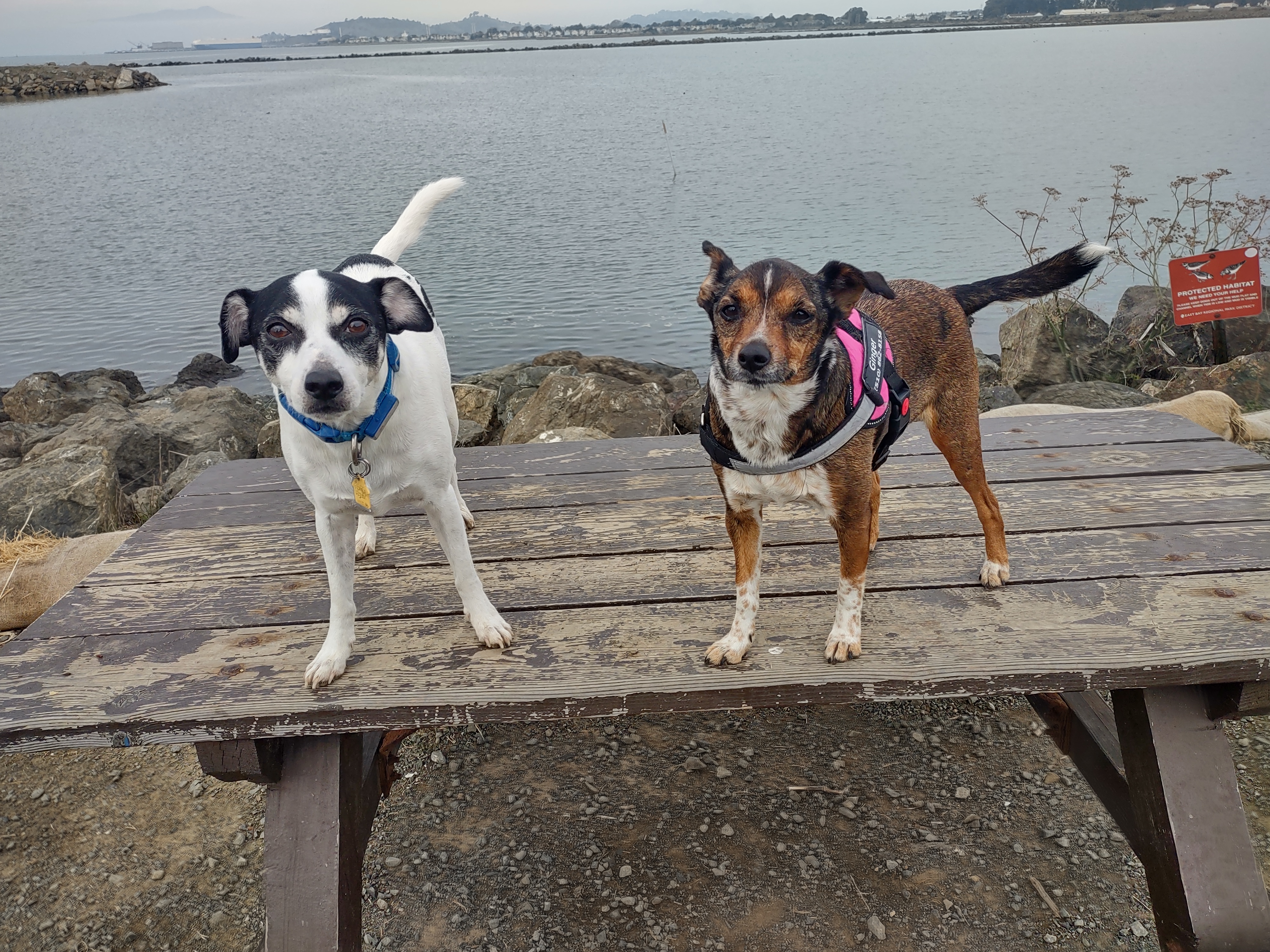 Point Isabel Dog Park