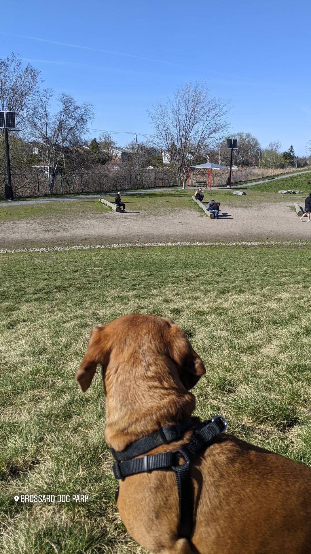 Brossard Dog Park