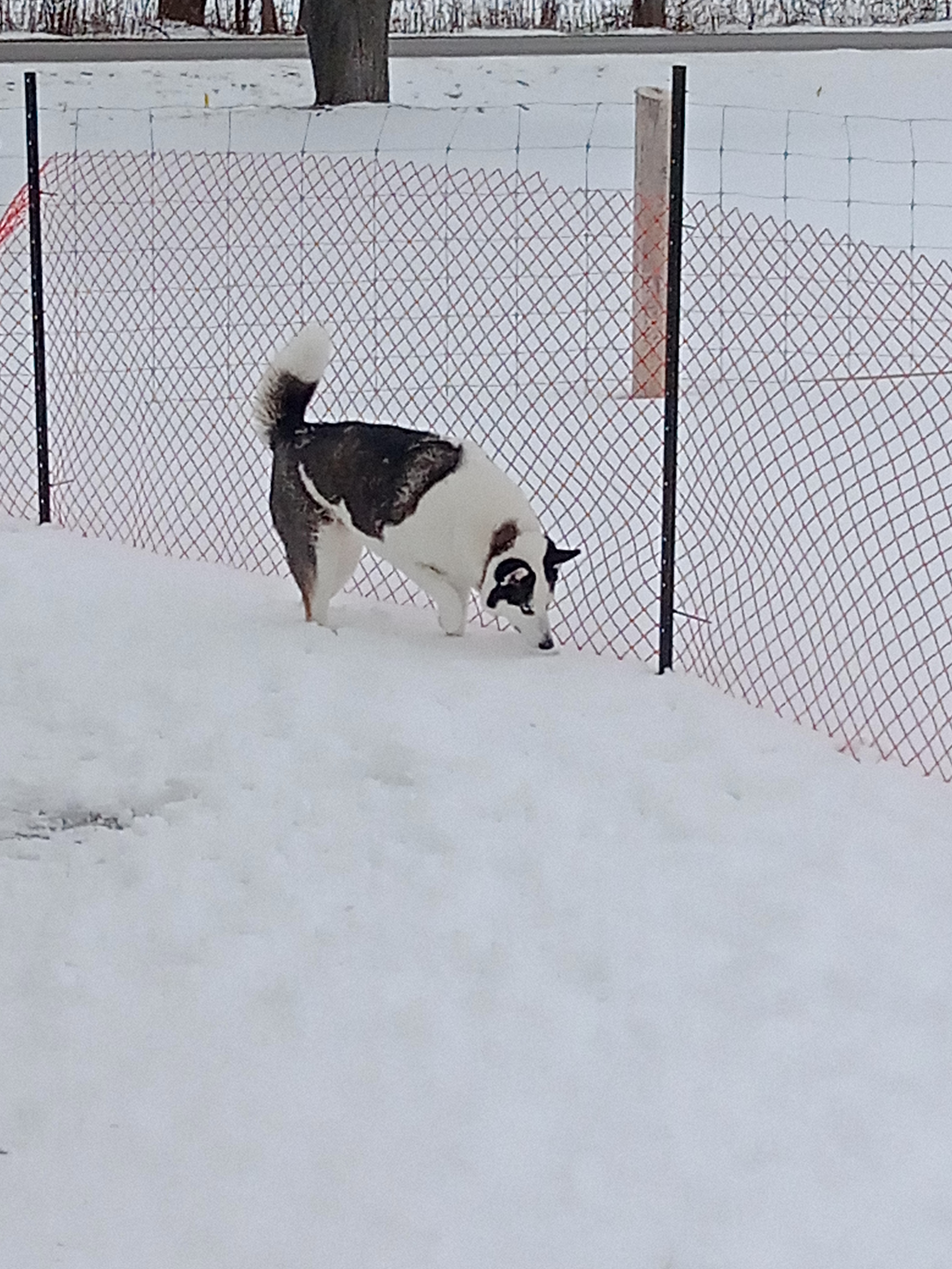 Georgina Leash Free Dog Park