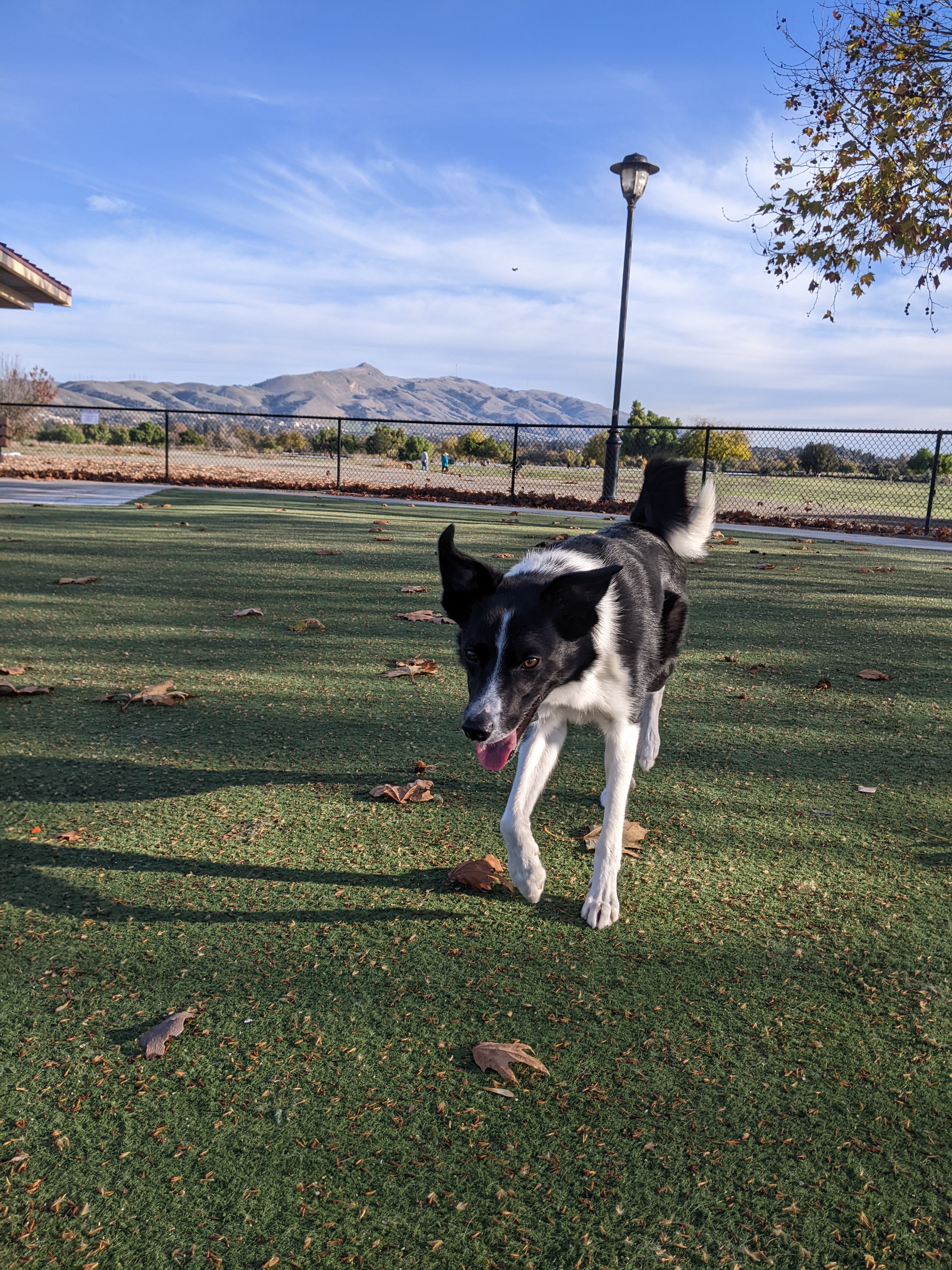 Central Park Dog Park - Fremont