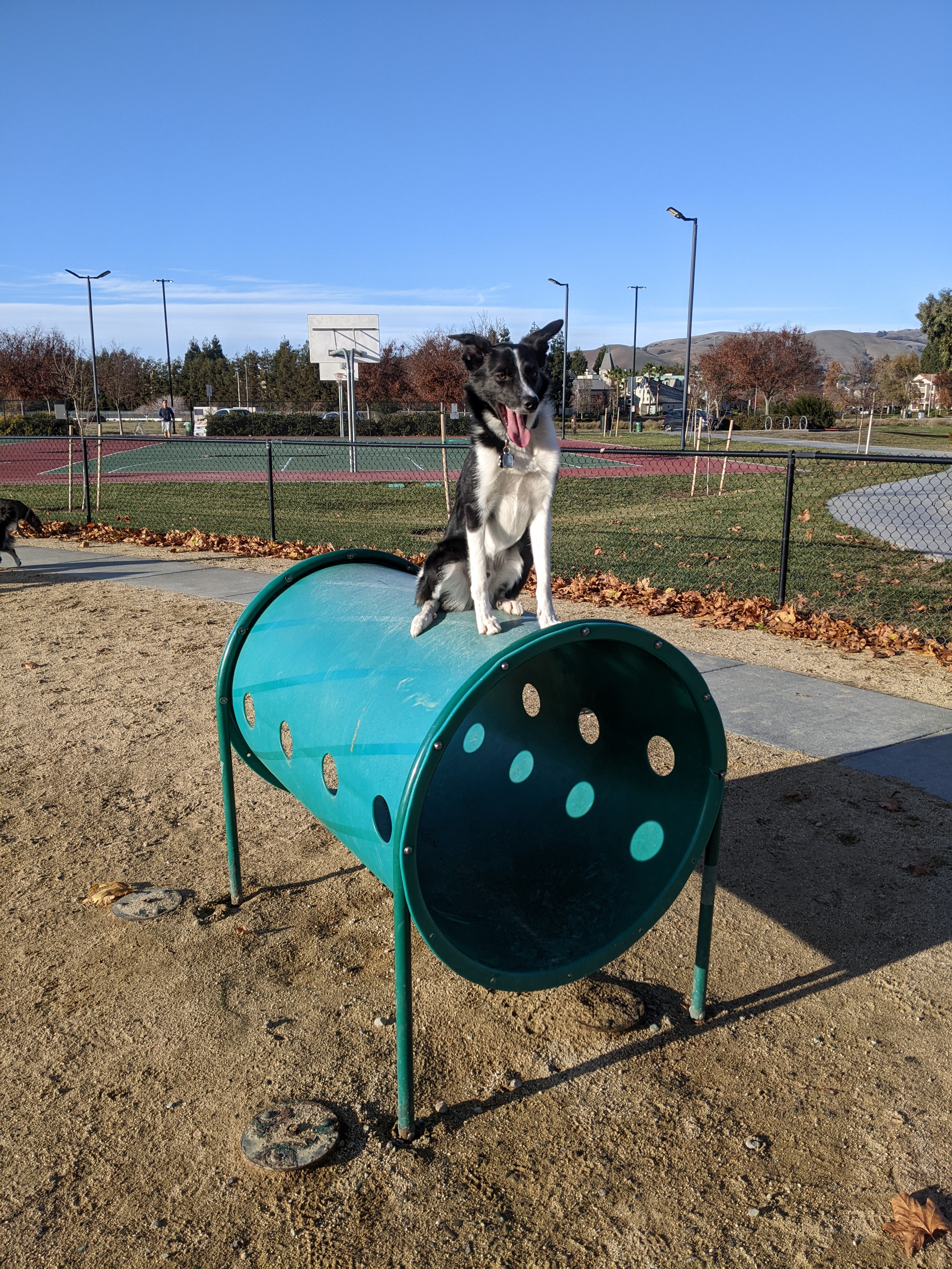 Central Park Dog Park - Fremont