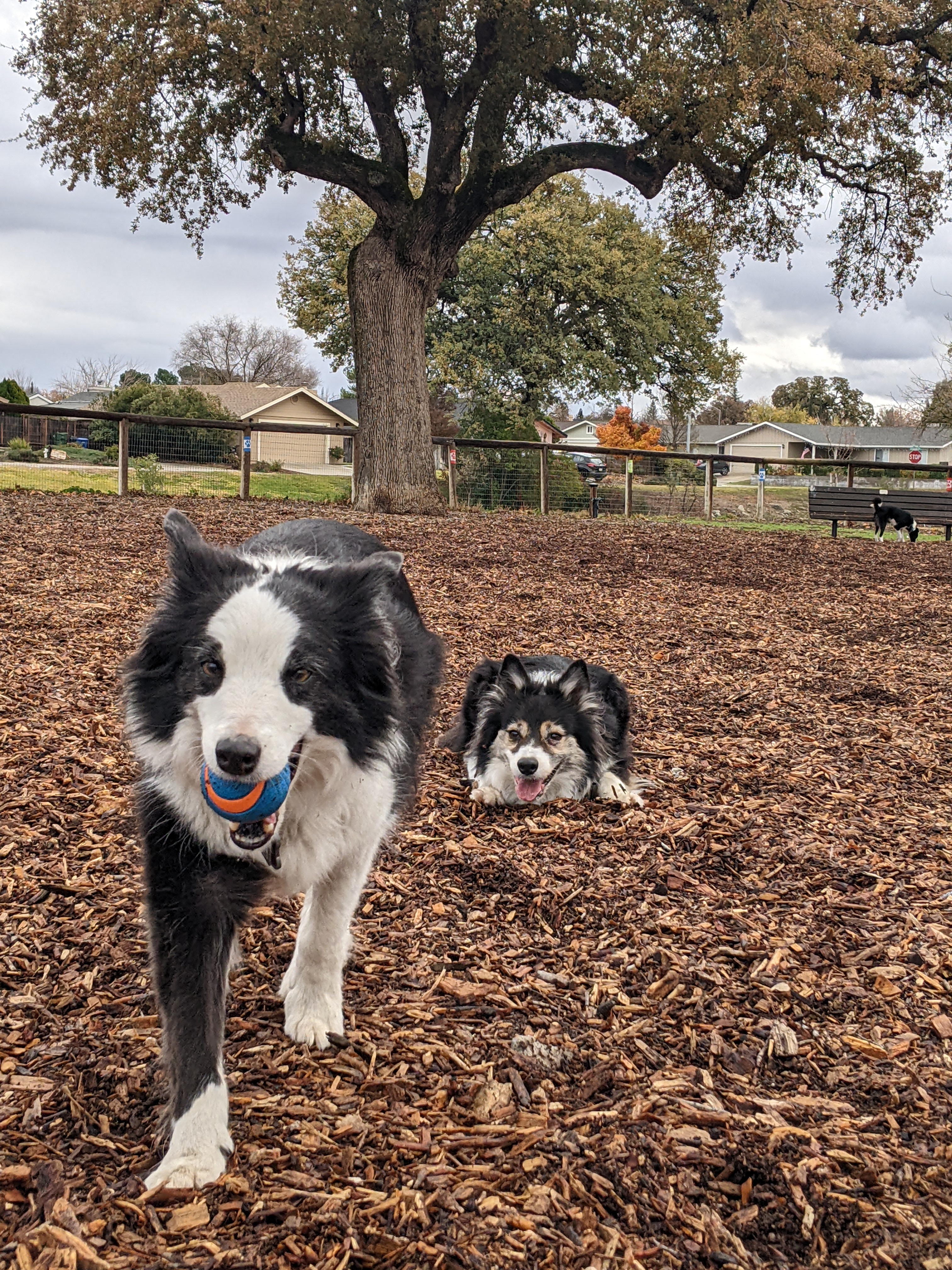 Sherwood Dog Park, Paso Robles