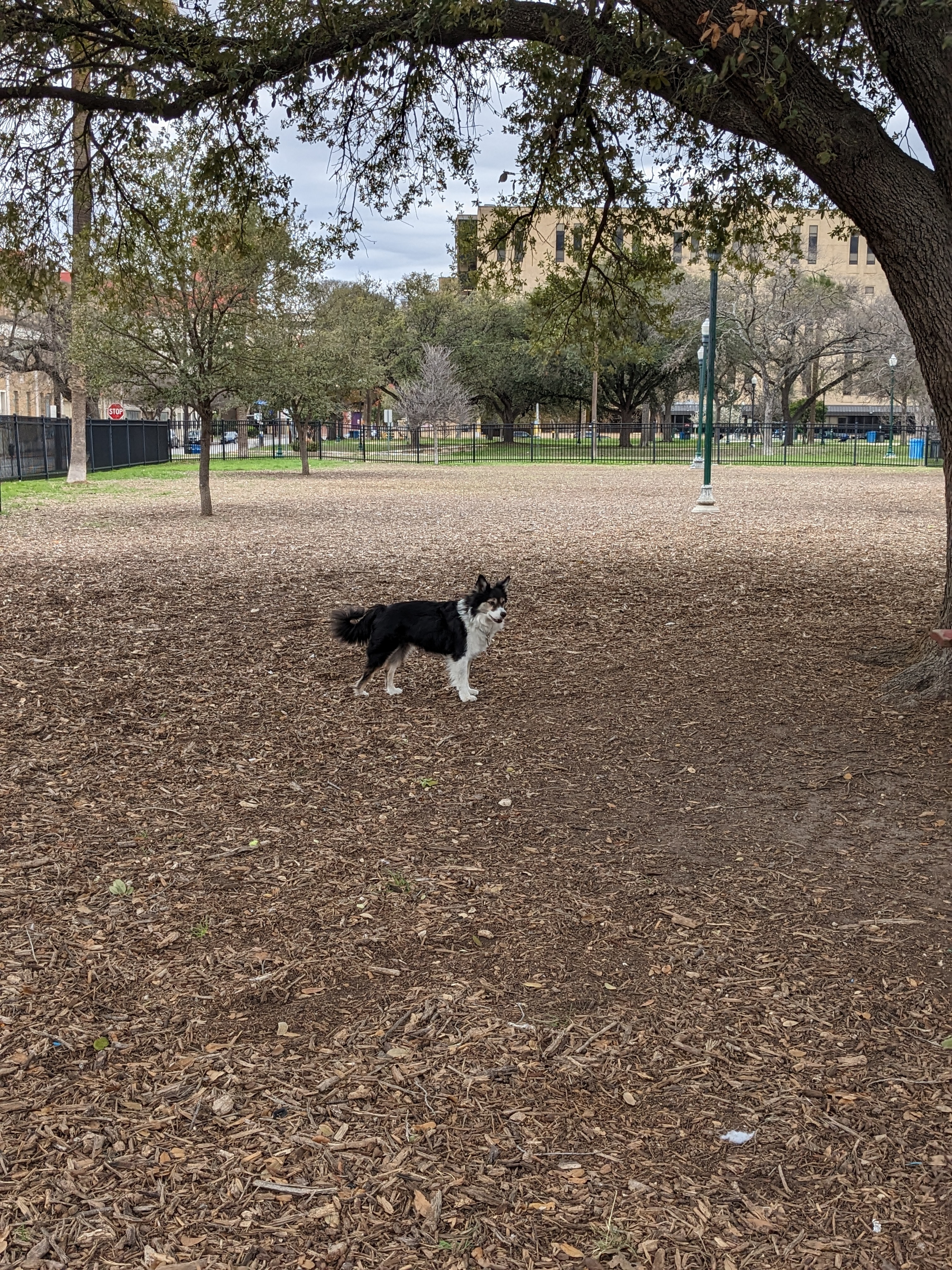 Madison Square Dog Park