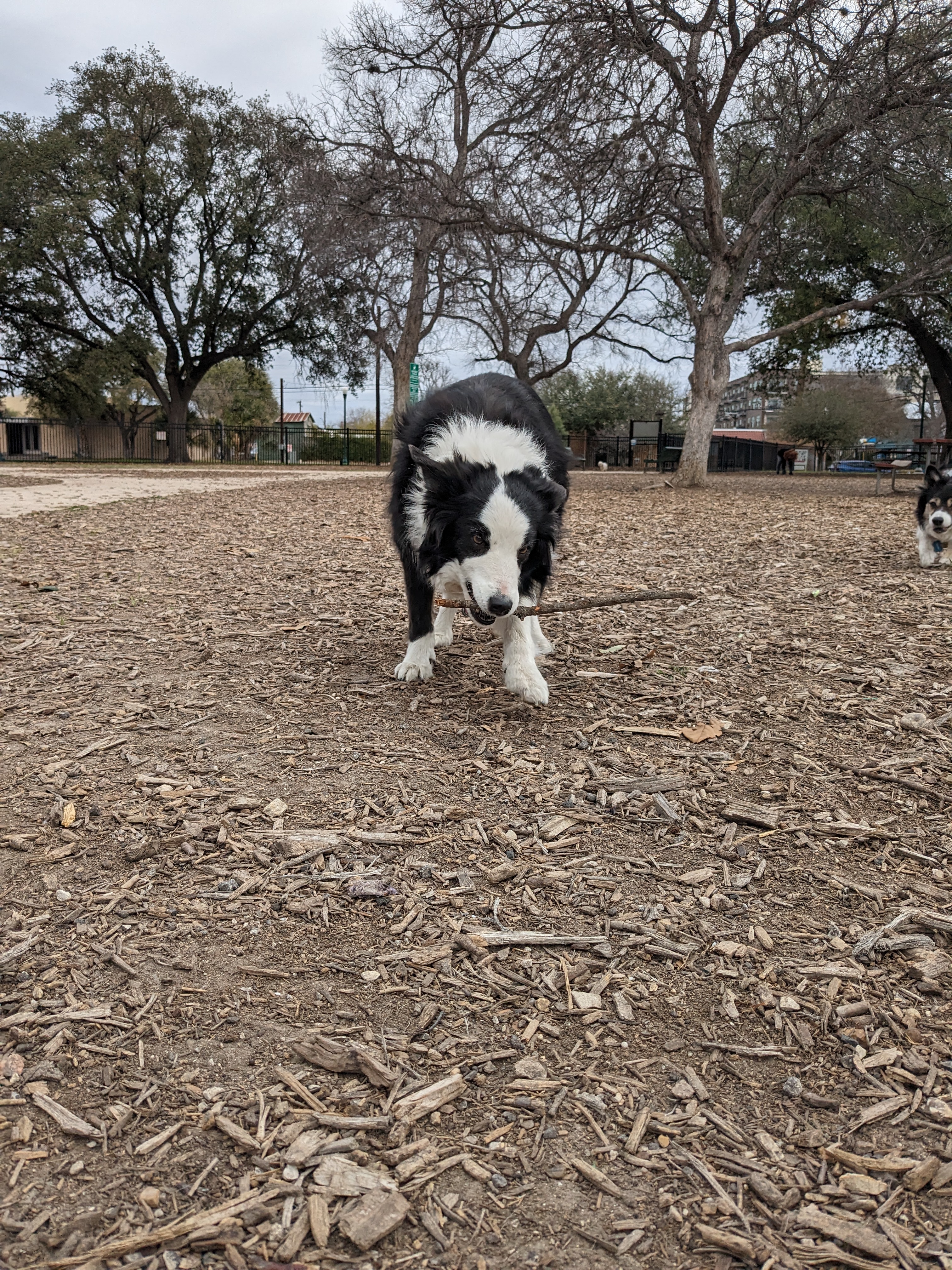 Madison Square Dog Park