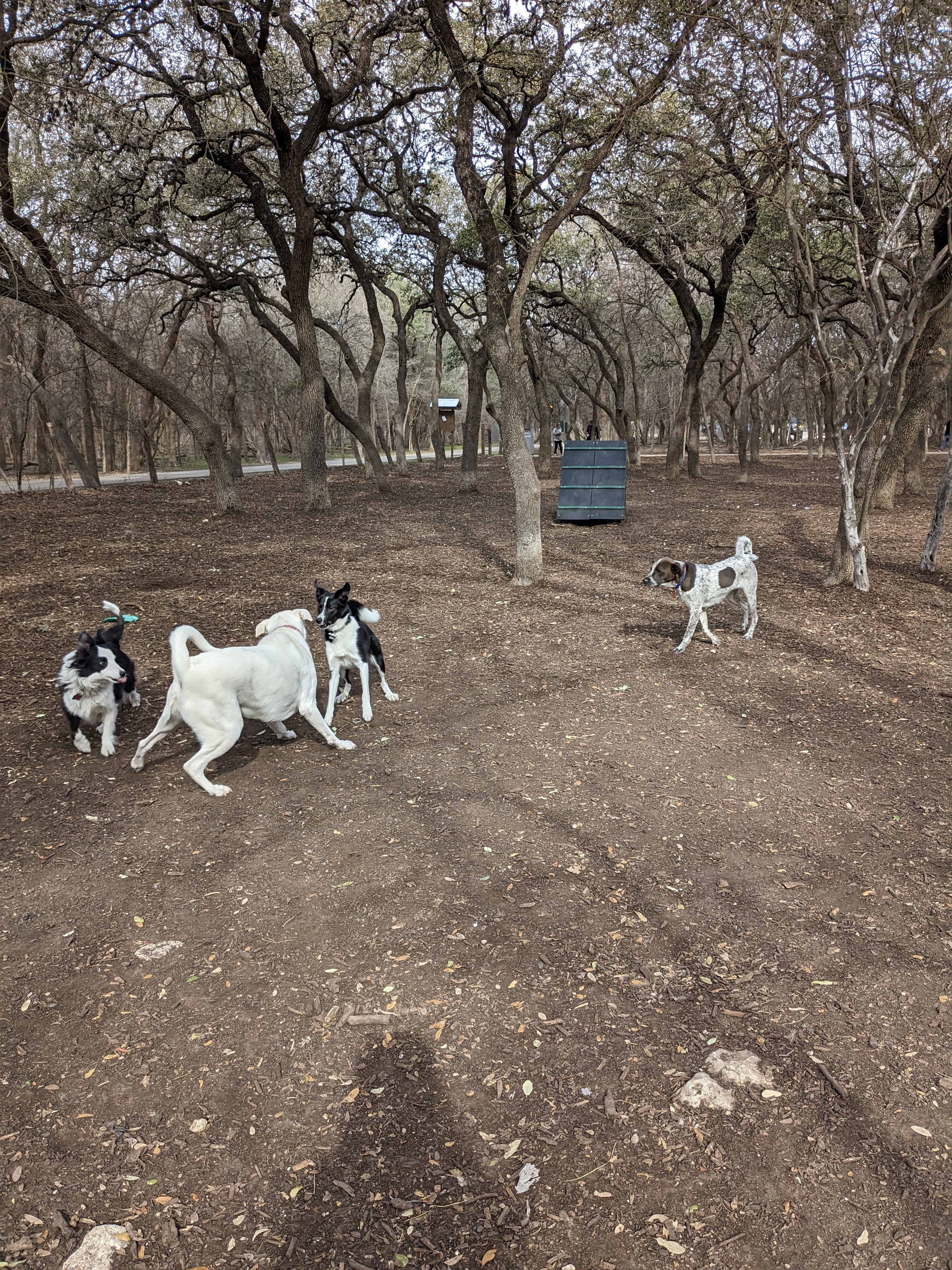 Hardberger Park - Dog Park (East)