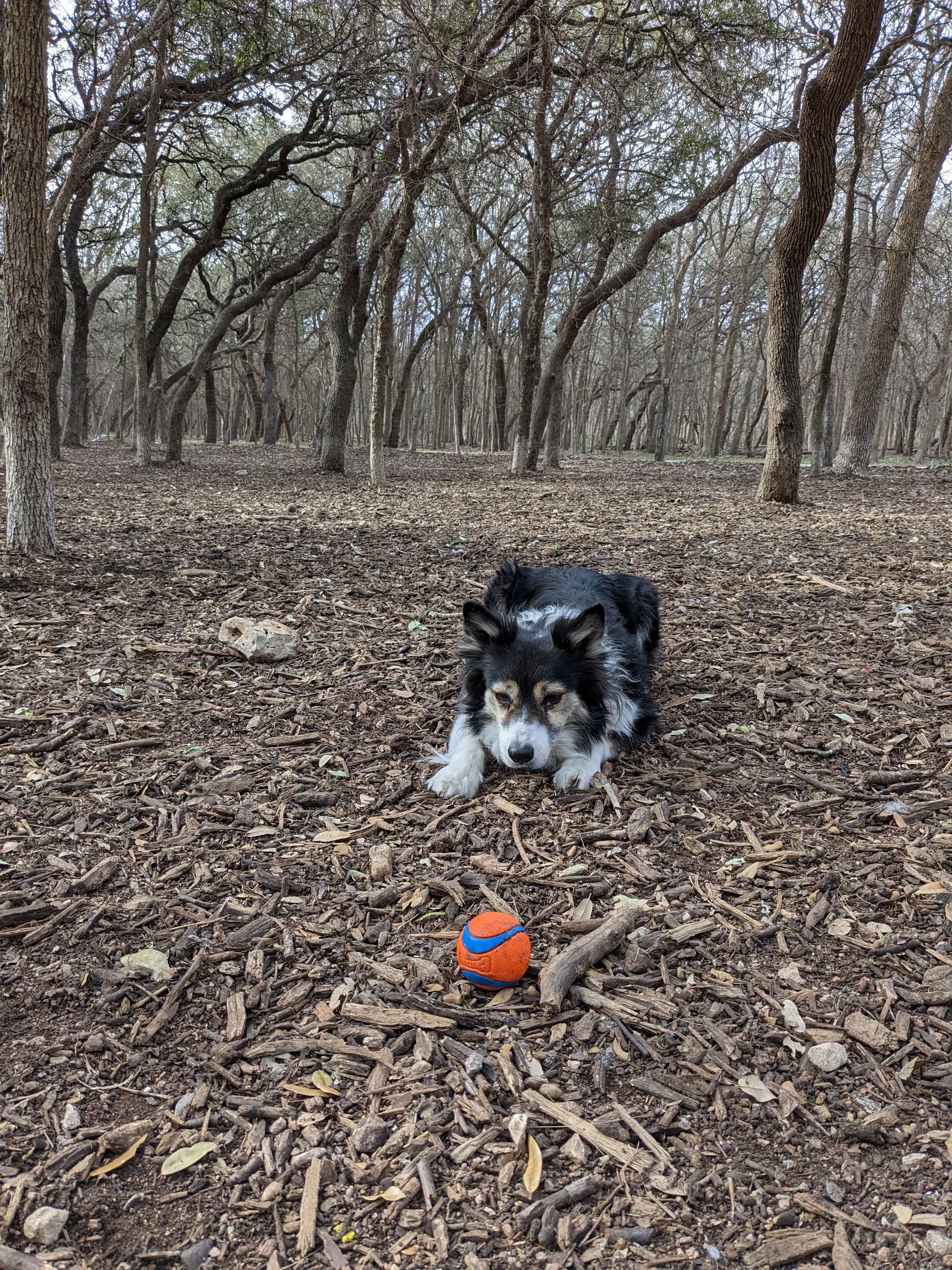 Hardberger Park - Dog Park (East)