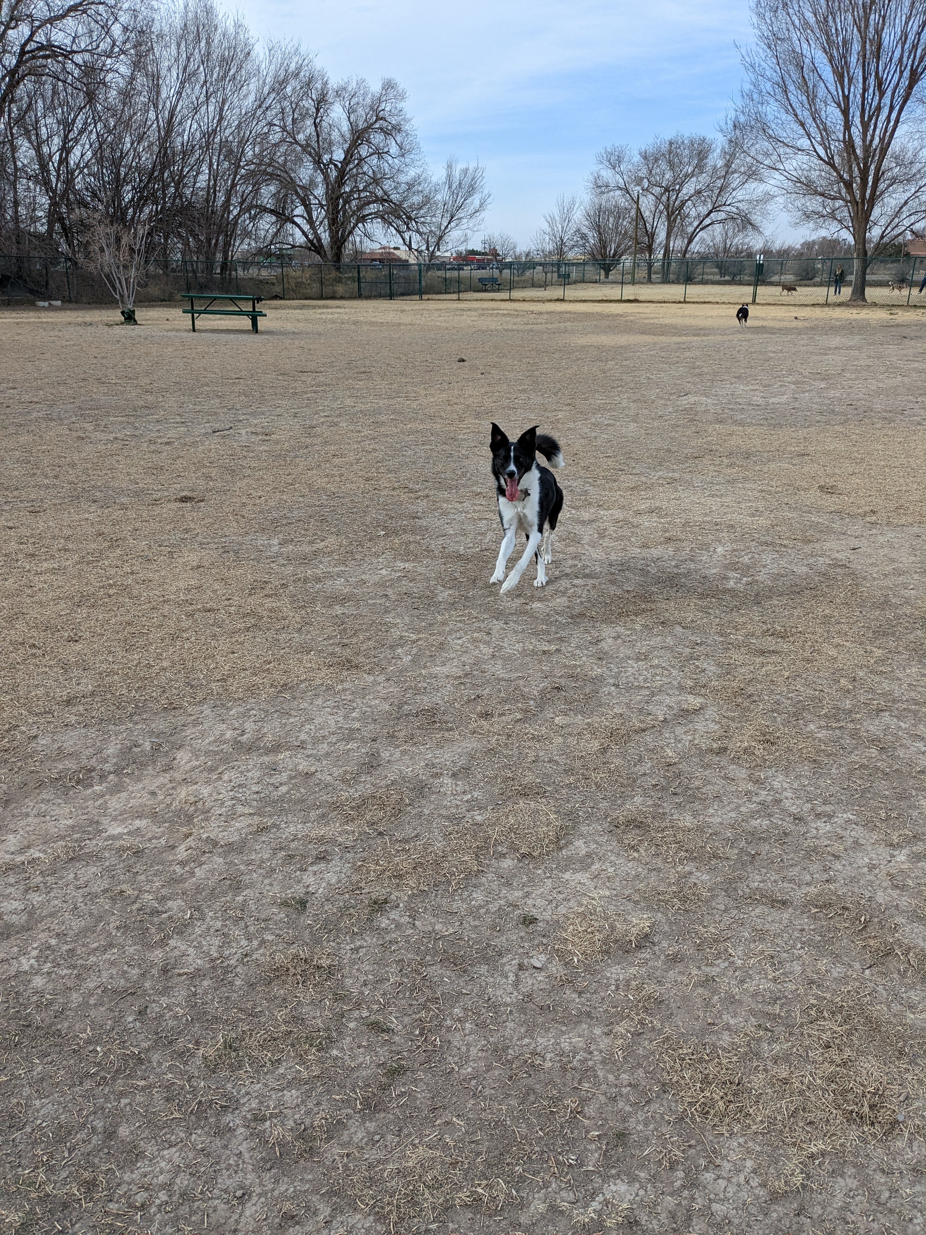Woof Bowl Dog Park