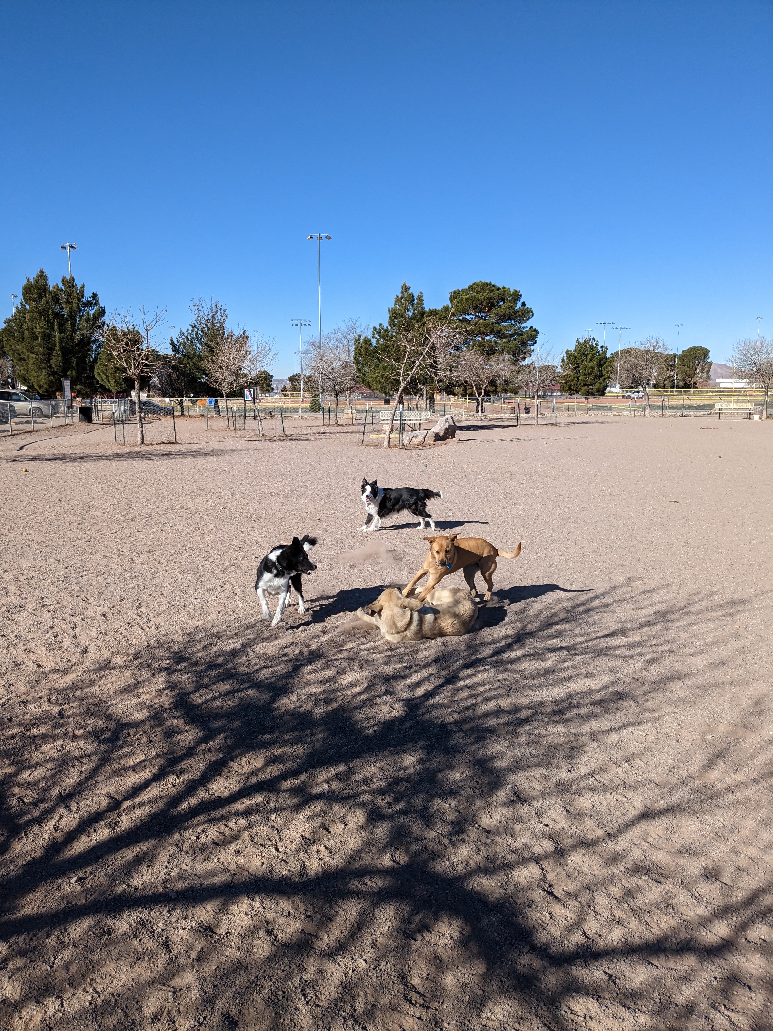 Las Cruces Dog Park