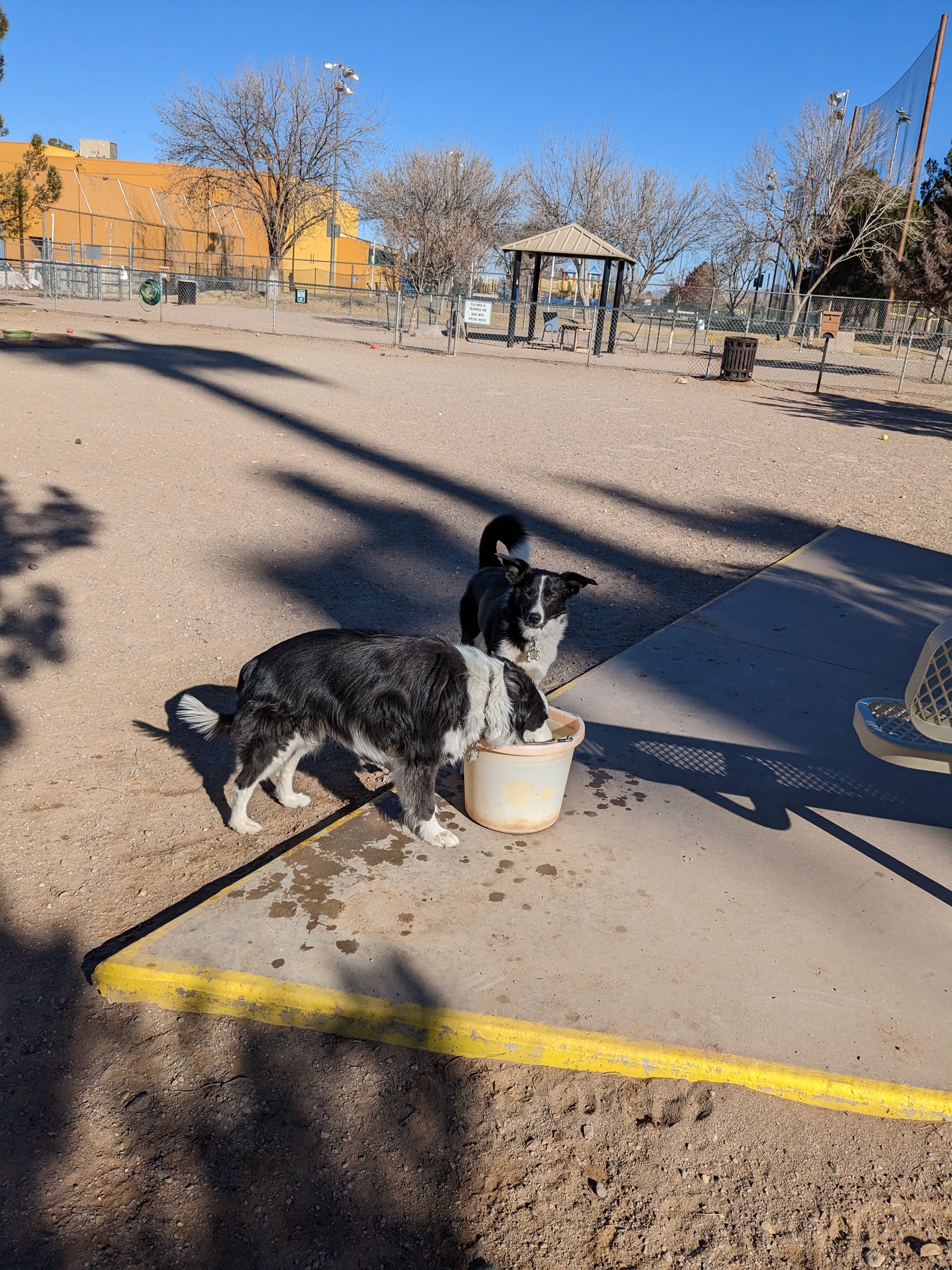 Las Cruces Dog Park