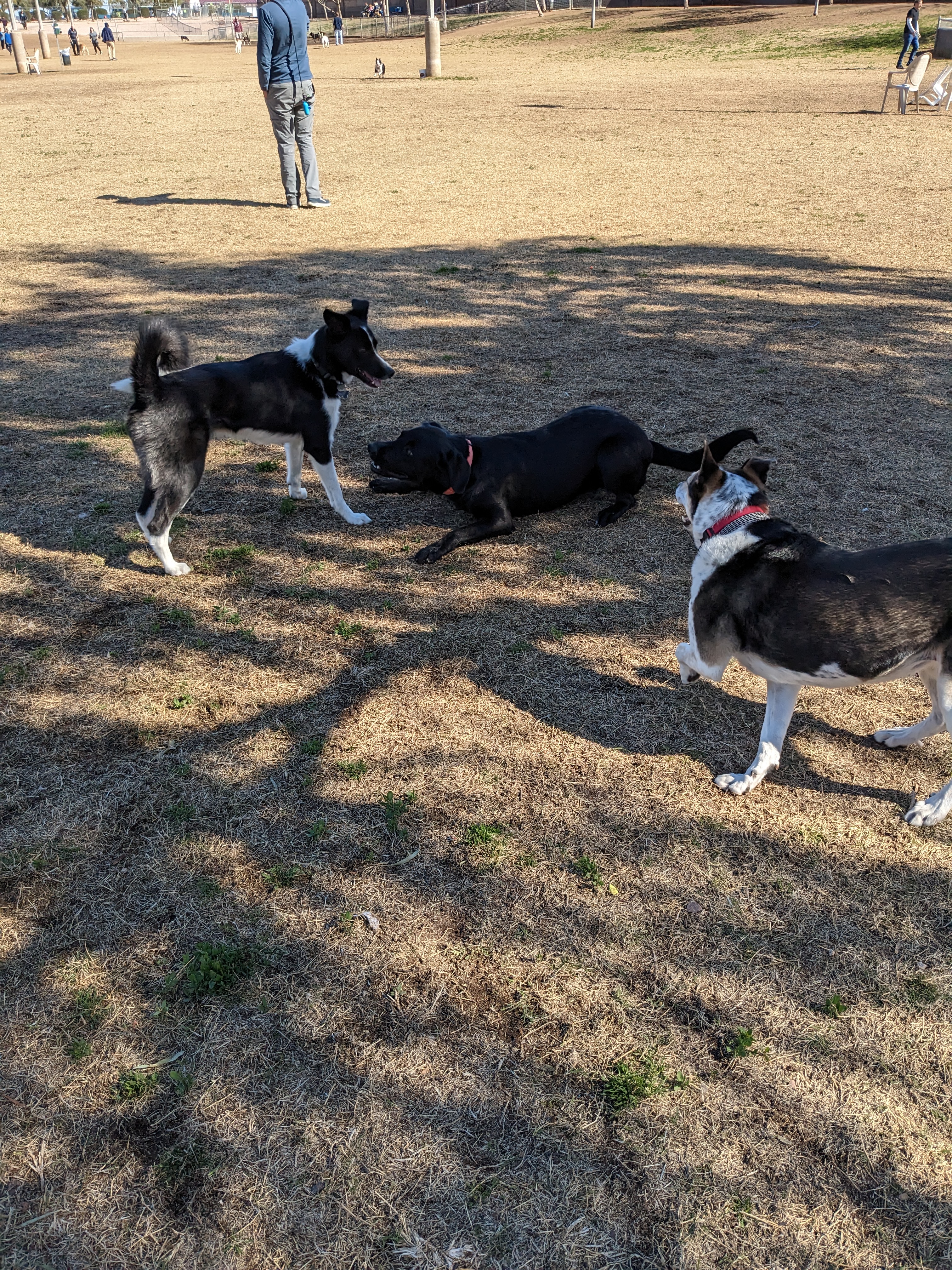 Quail Run Park Off Leash Dog Area