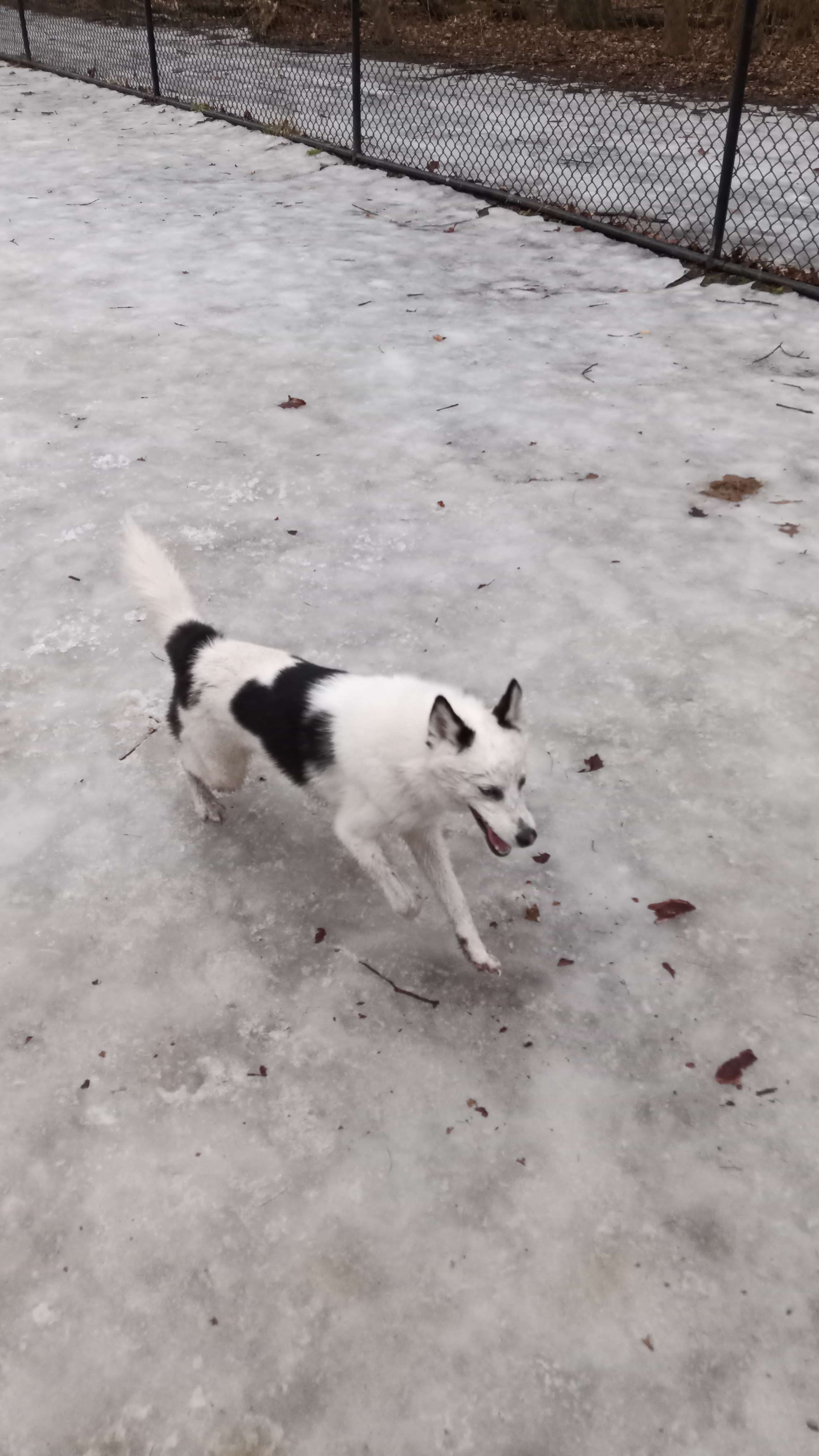 Saratoga Springs Dog Park