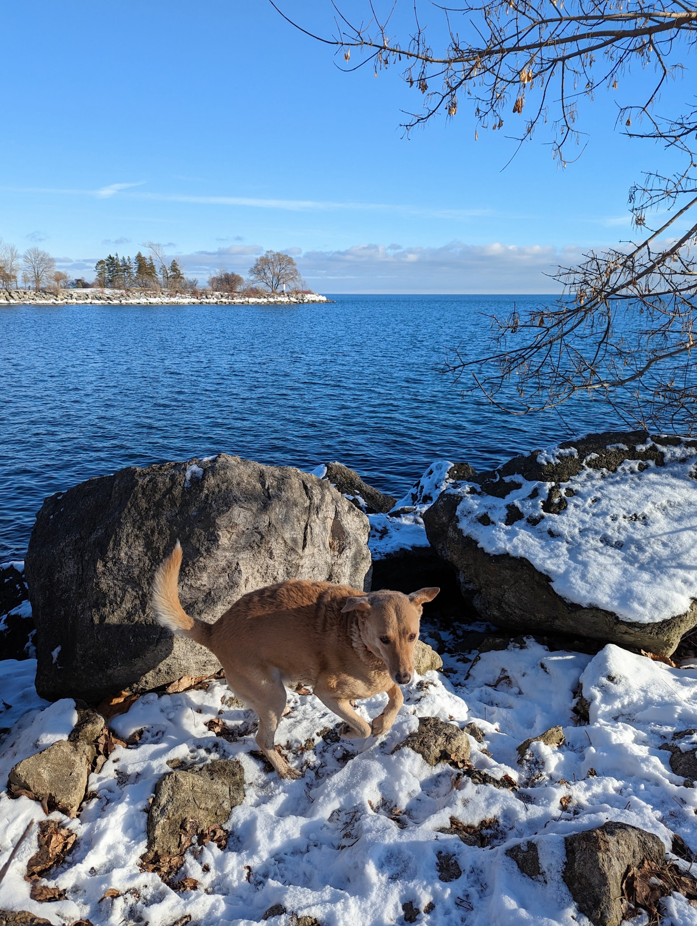 Humber Bay Park West Dog Park