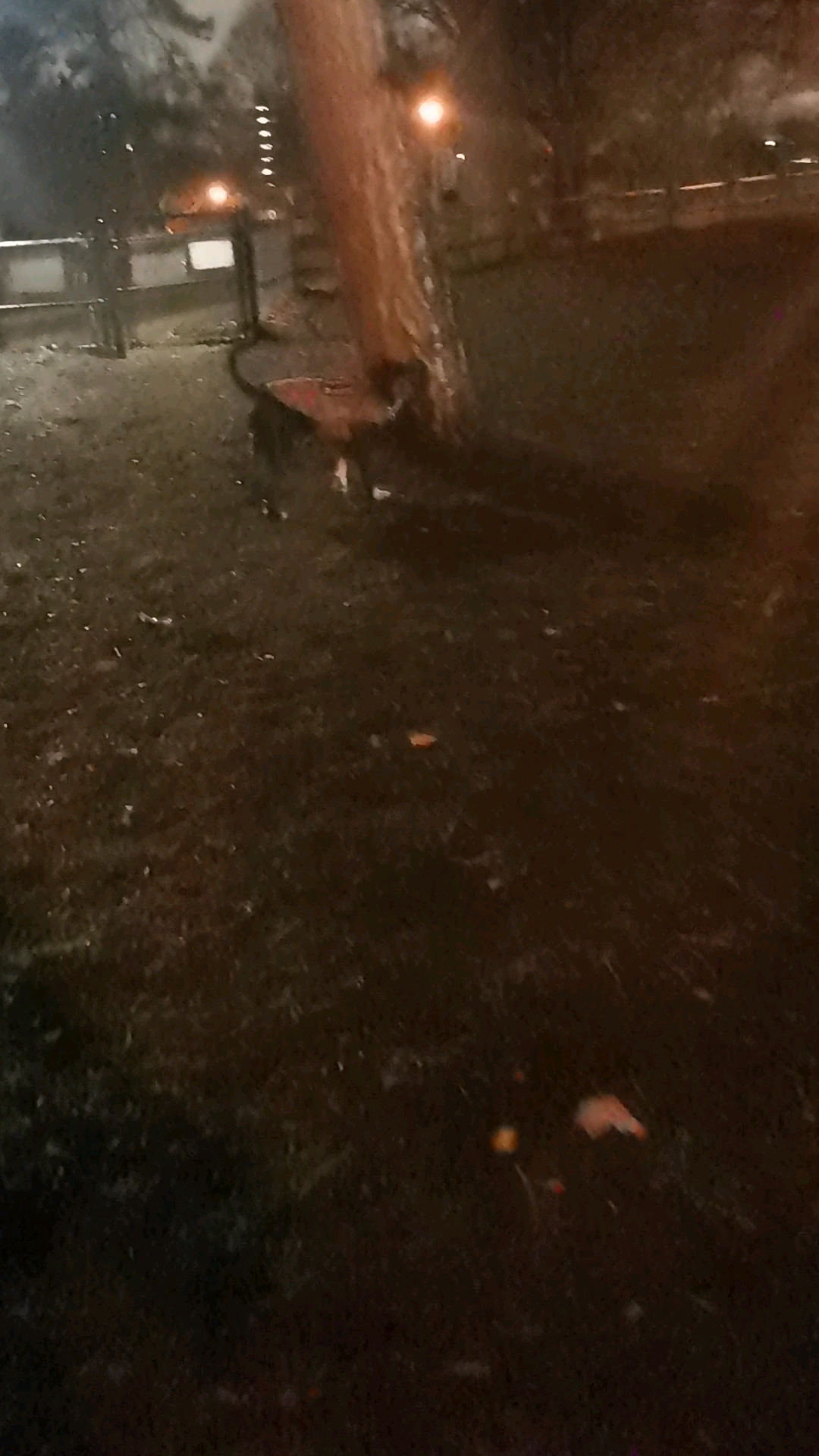 Earlscourt Park Dogs Off-Leash Area