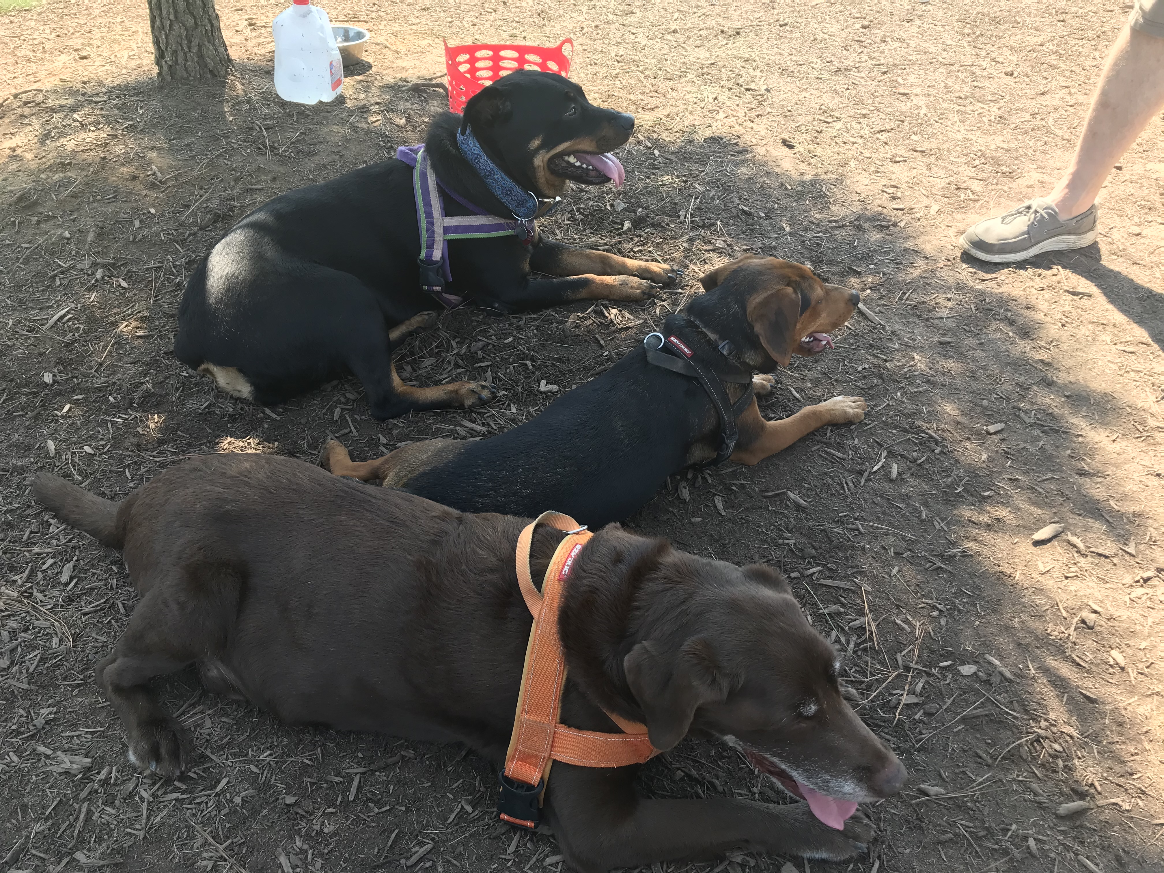 Mebane Community Dog Park