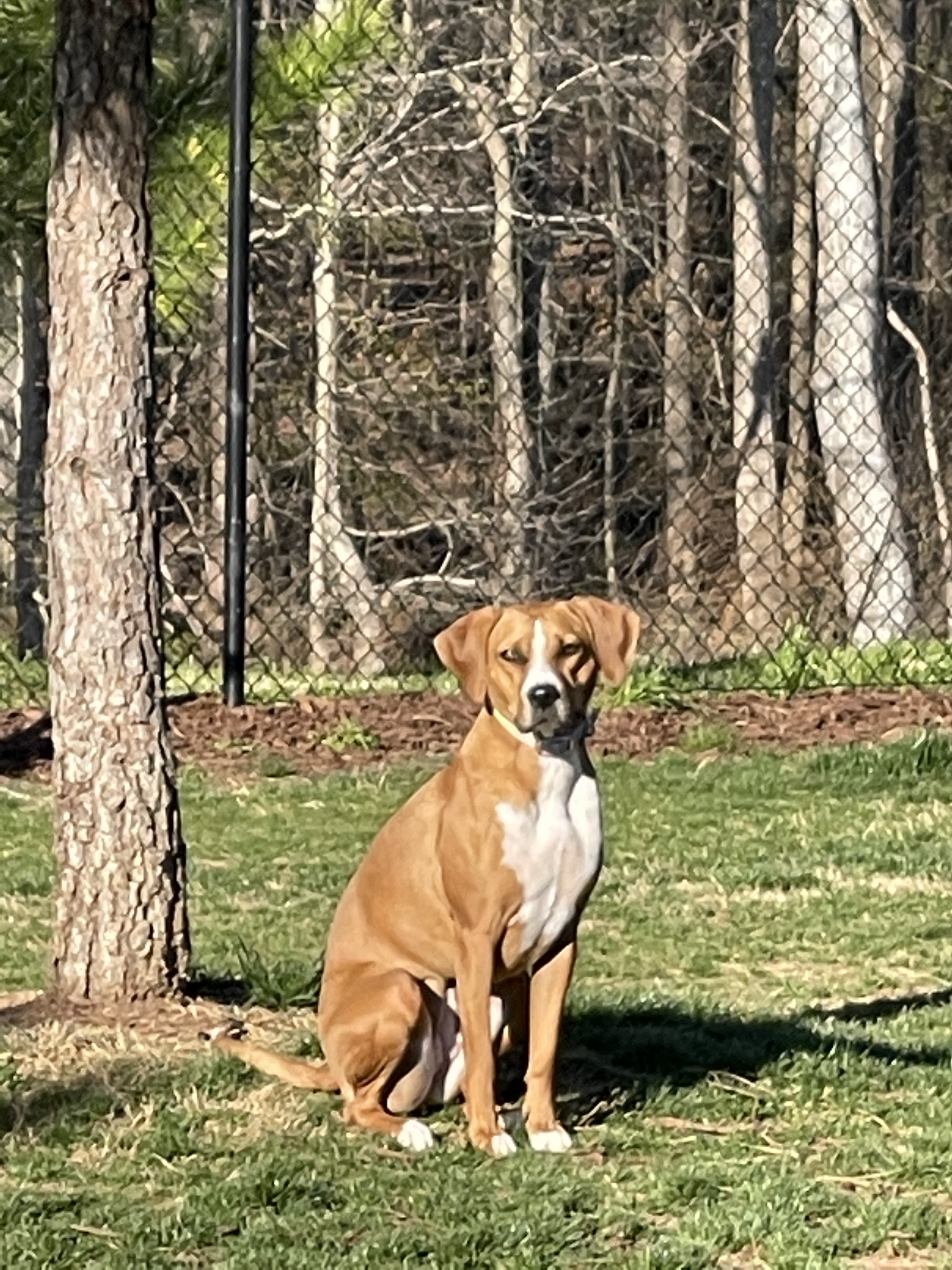 Mebane Community Dog Park
