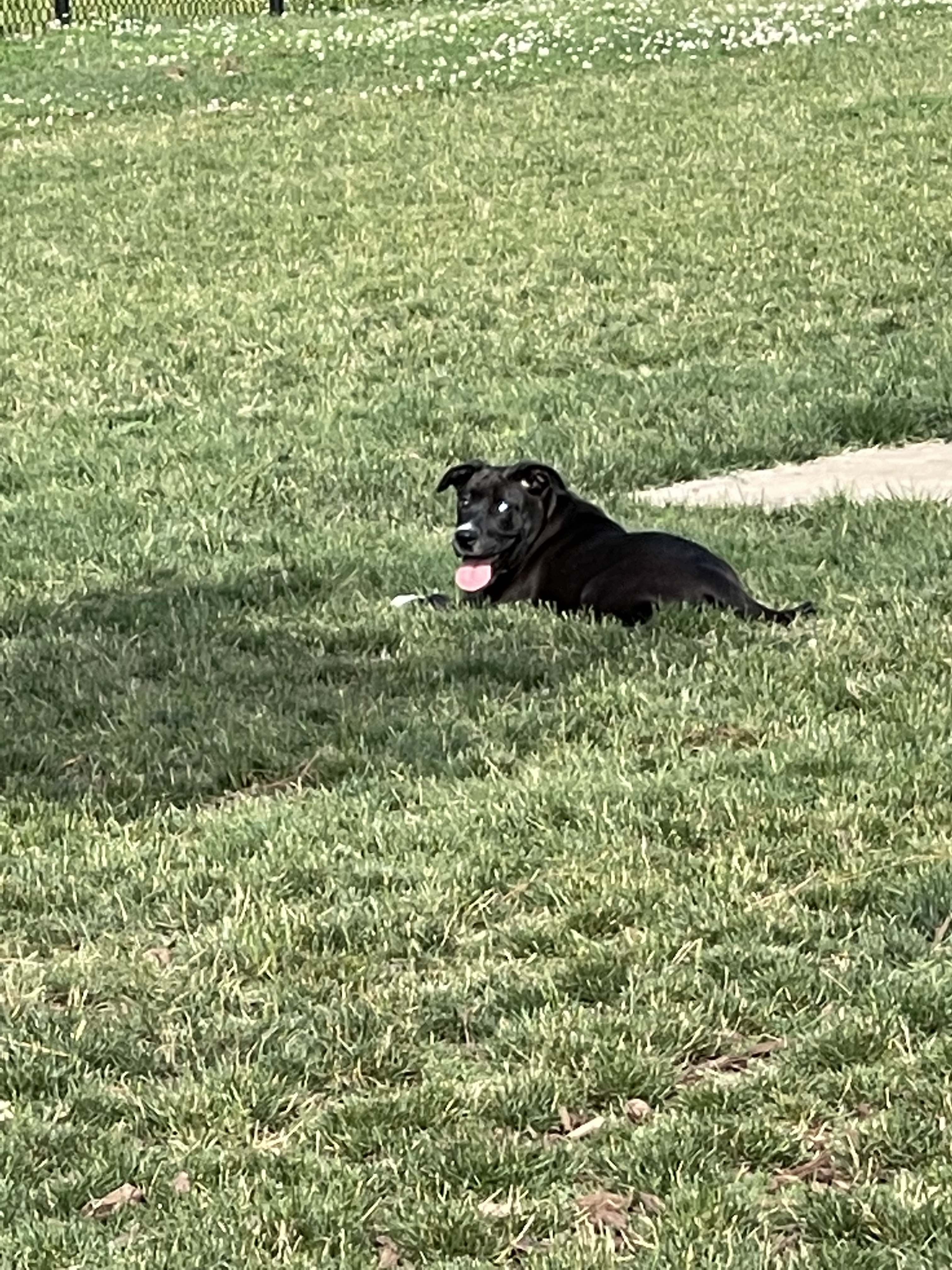 Mebane Community Dog Park