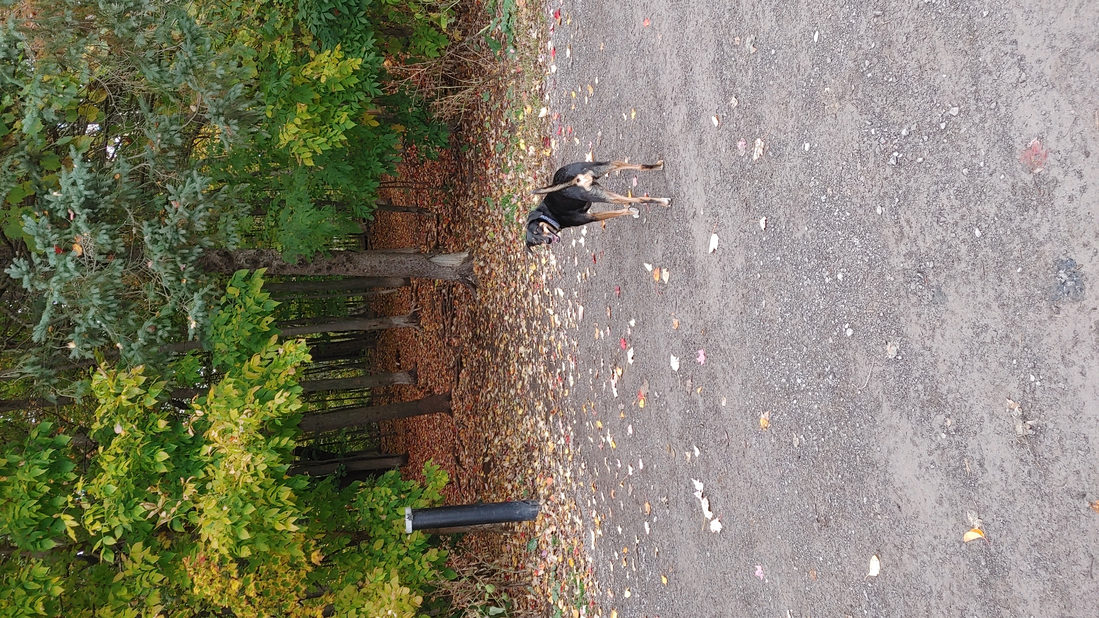 Heritage Dog Park - Unfenced